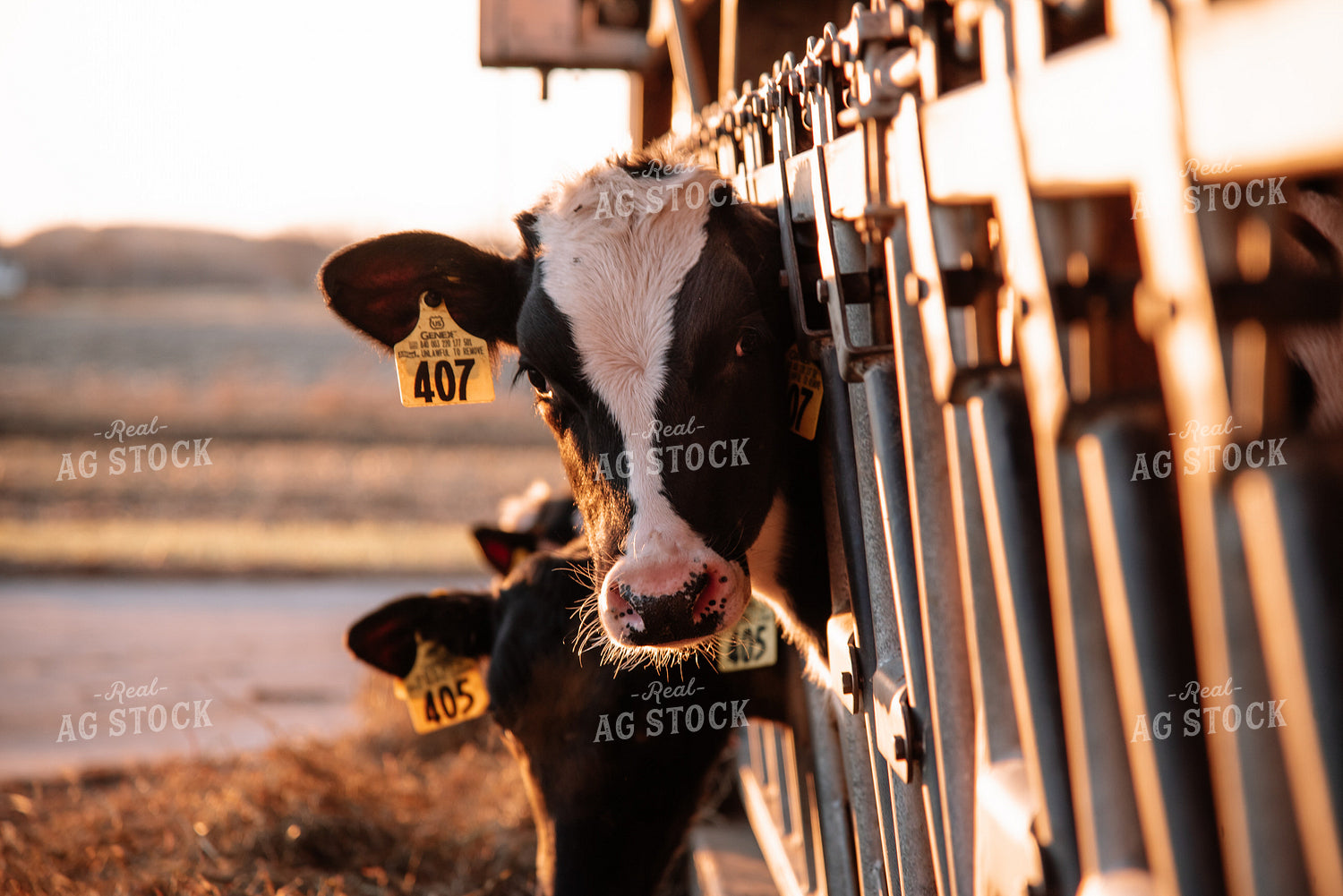 Holstein Calves In Warm Light 137002