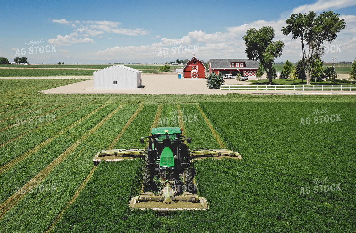 Cutting Alfalfa Hay 56023