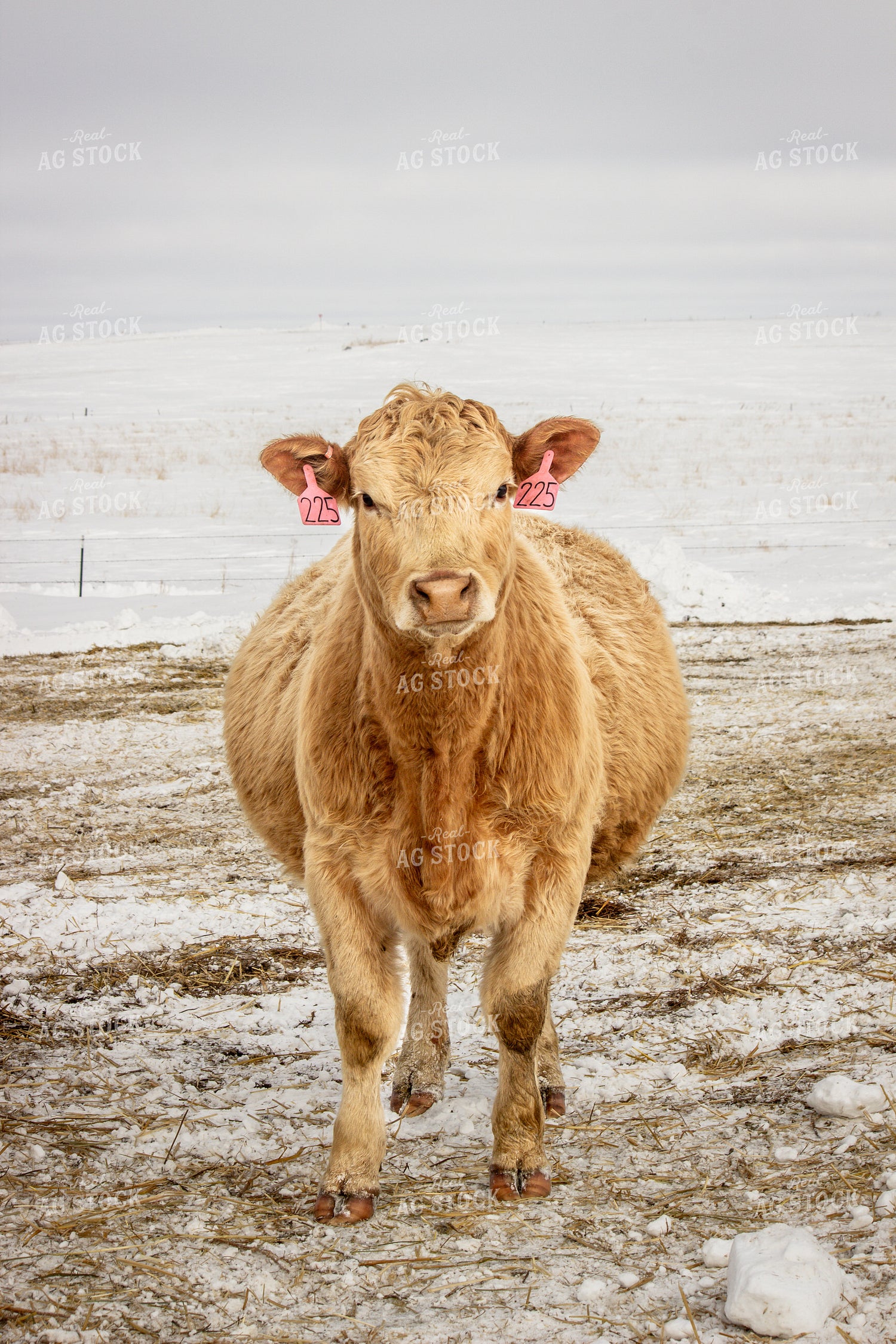 Simmental Cattle 155025