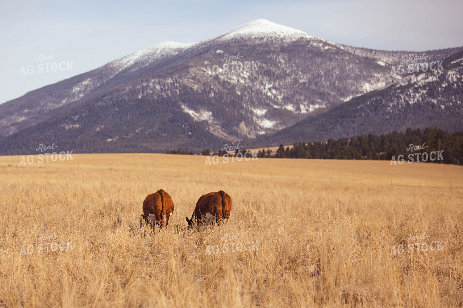 Hereford Cattle in Pasture 81023