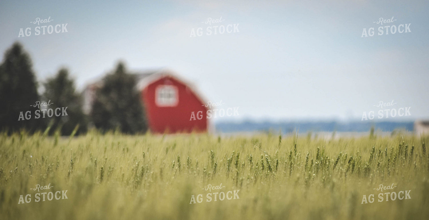 Wheat Field with Red Barn 56109