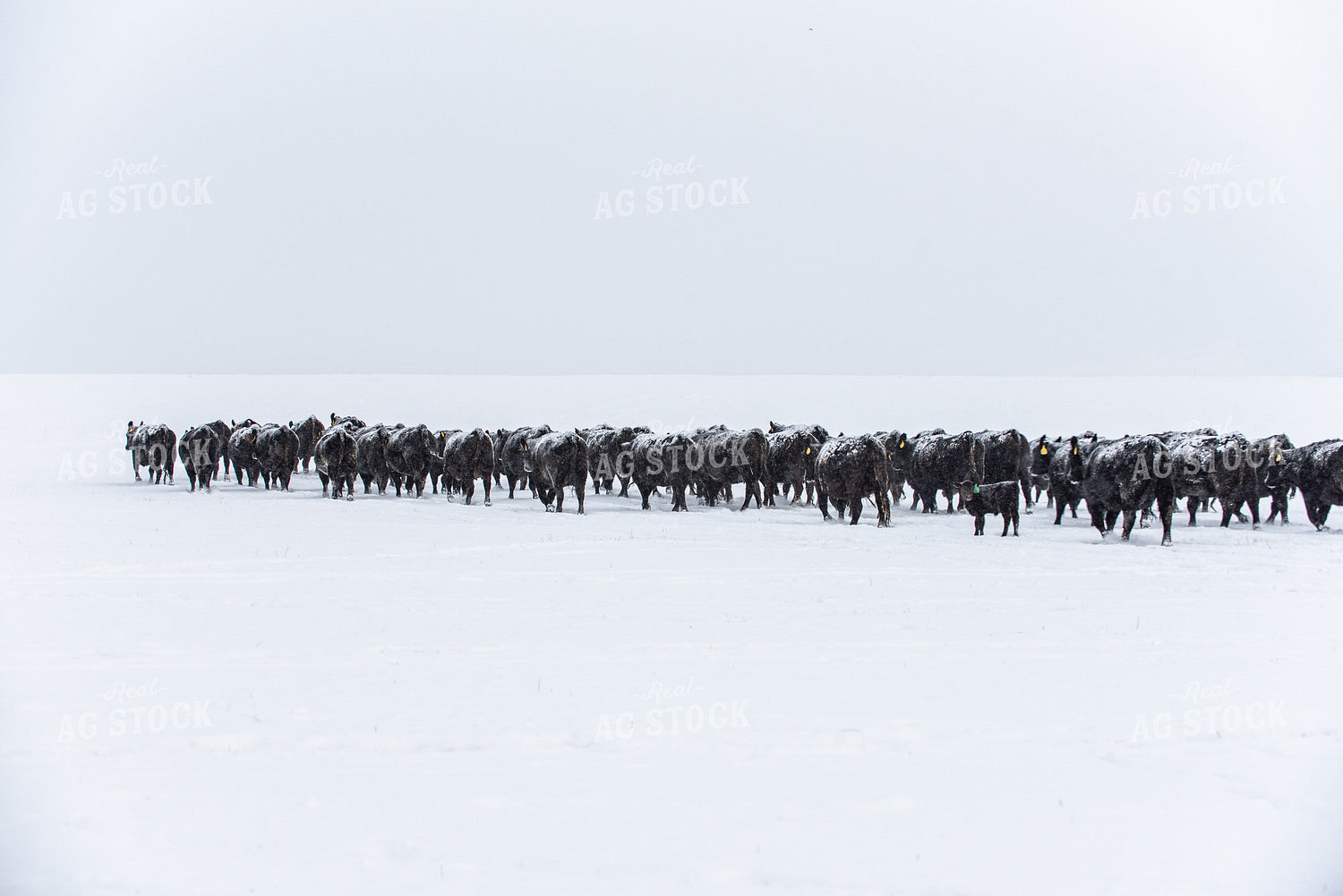 Cows in Snow 51007