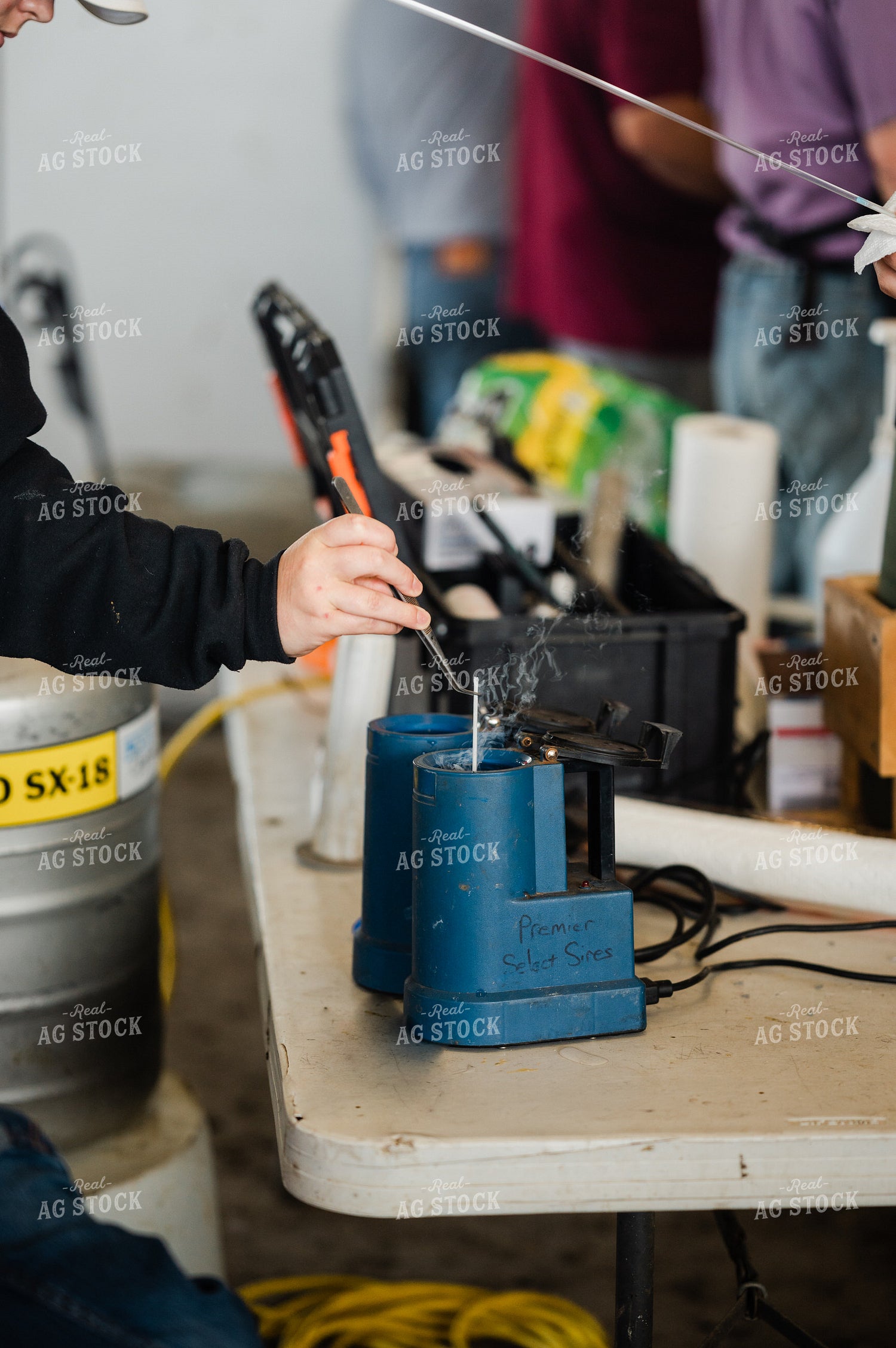 Rancher Collects Artificial Insemination (AI) Sample 125139