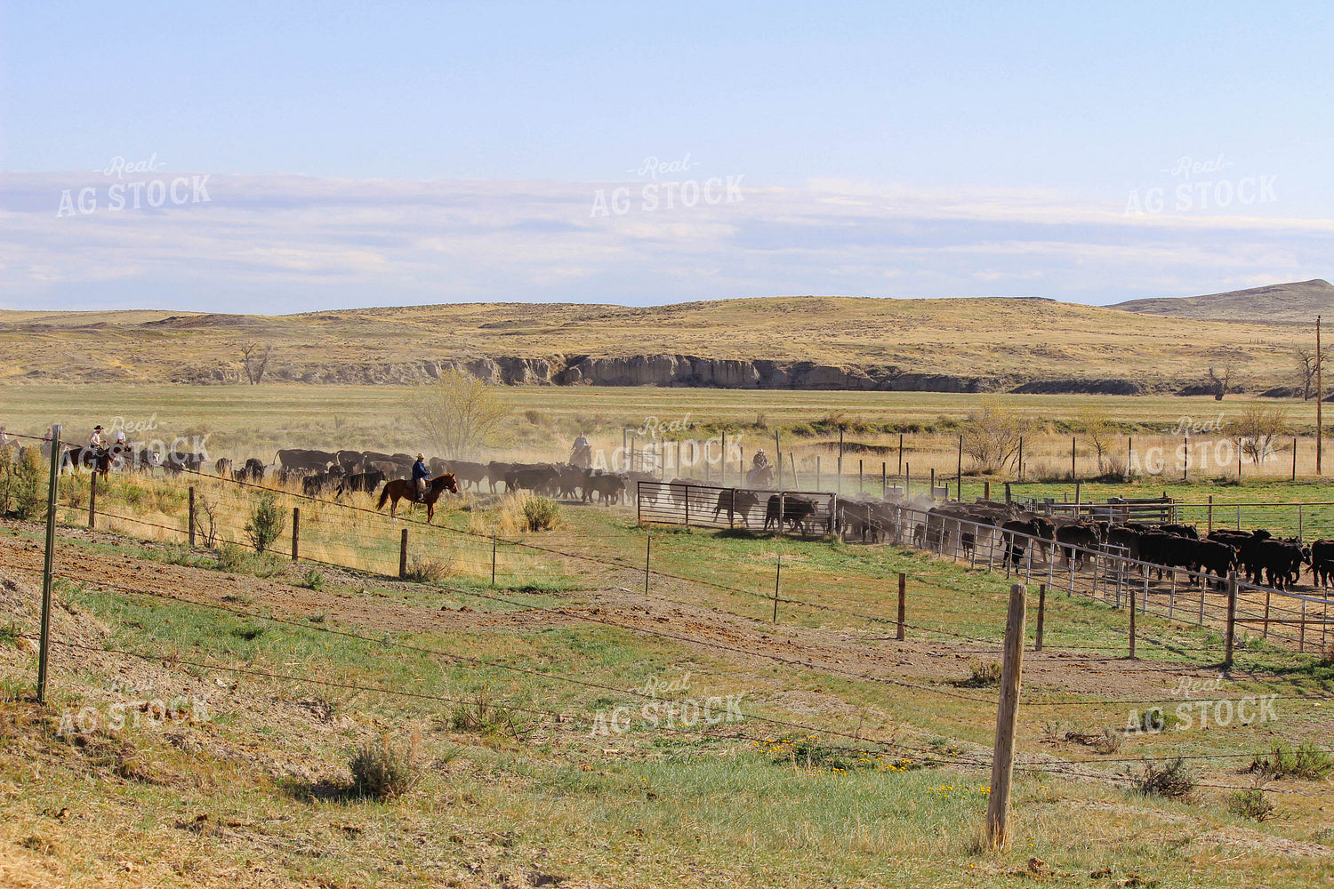 Cattle Gather 63065