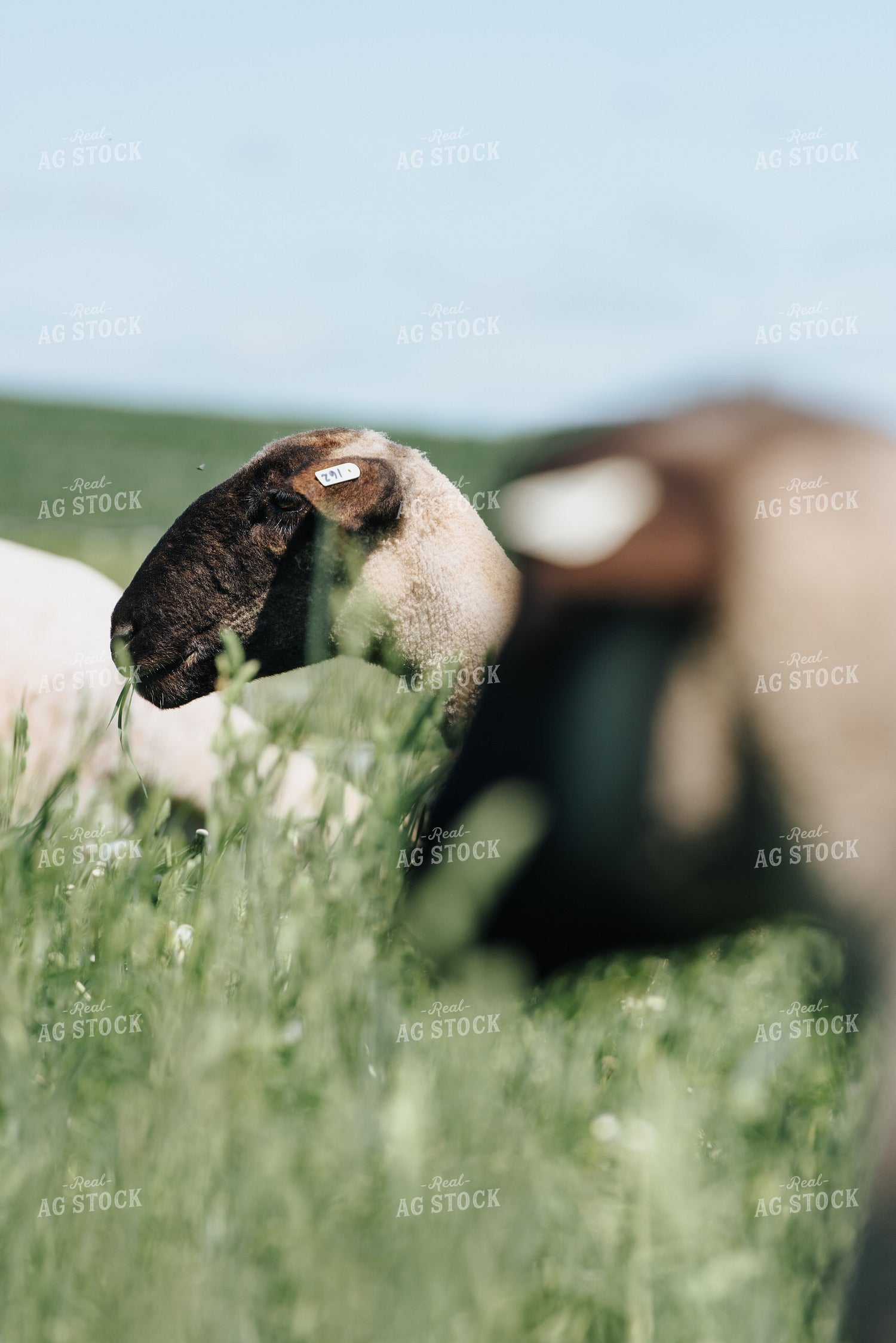Sheep in Pasture 68077