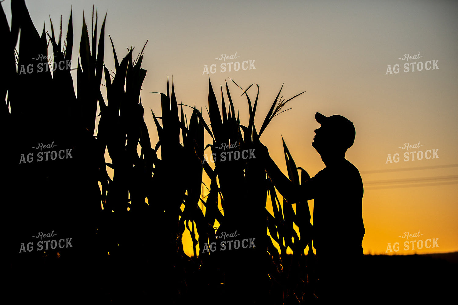 Farmer Silhouette Checking Corn at Sunset 250130
