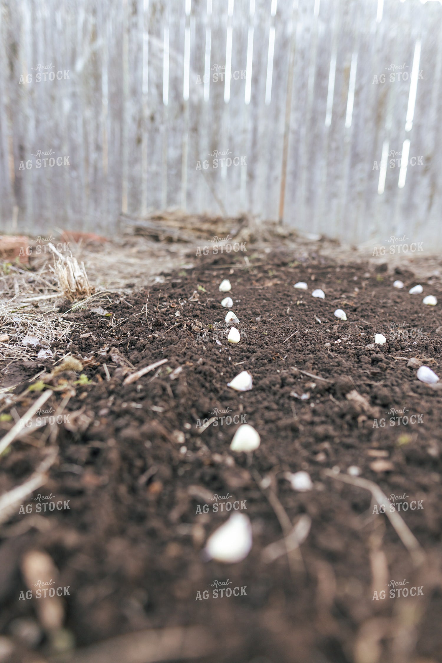 Planting Garlic 162041