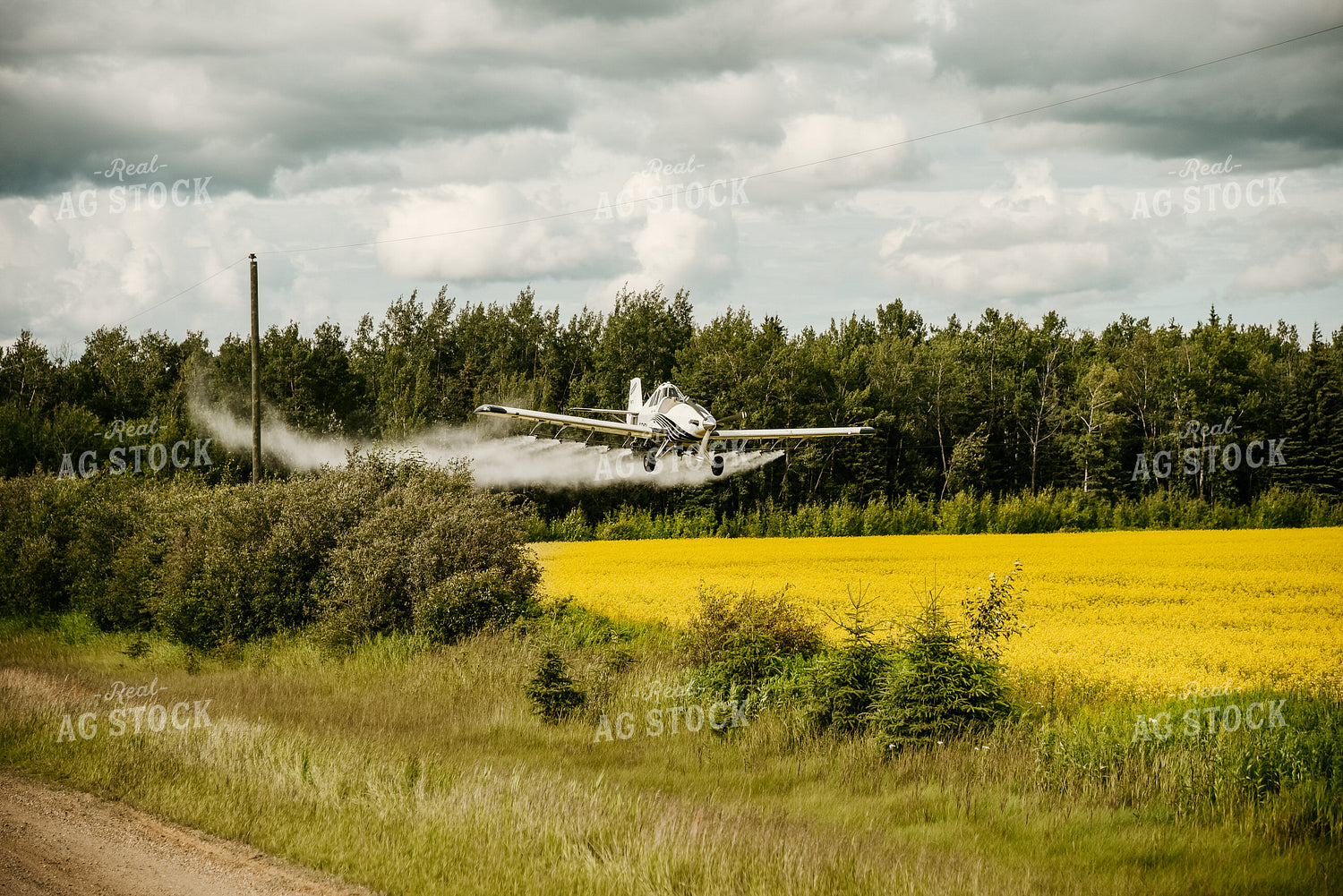 Crop Duster Spraying Canola Field 64138