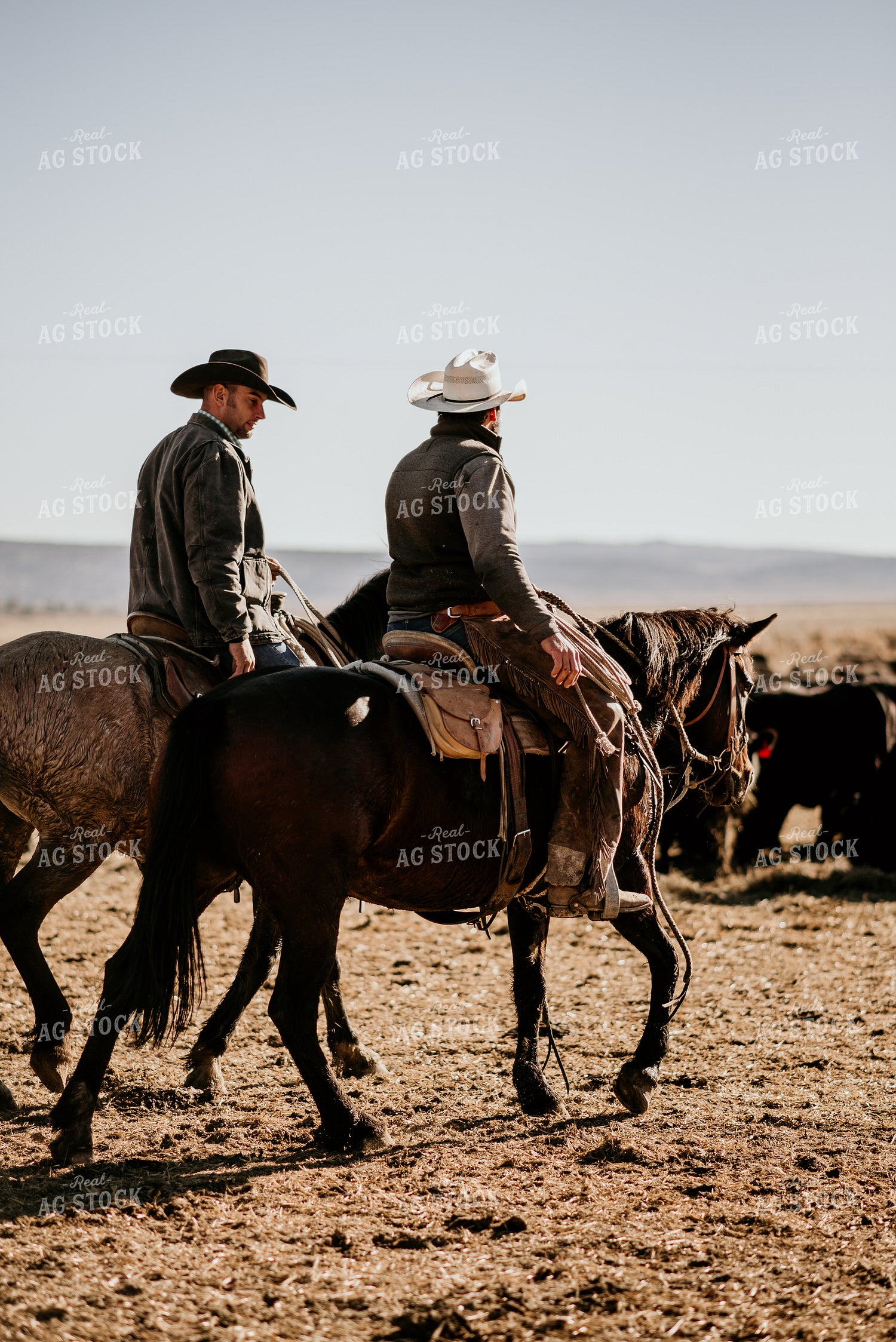 Ranchers in Pasture with Cattle 54022