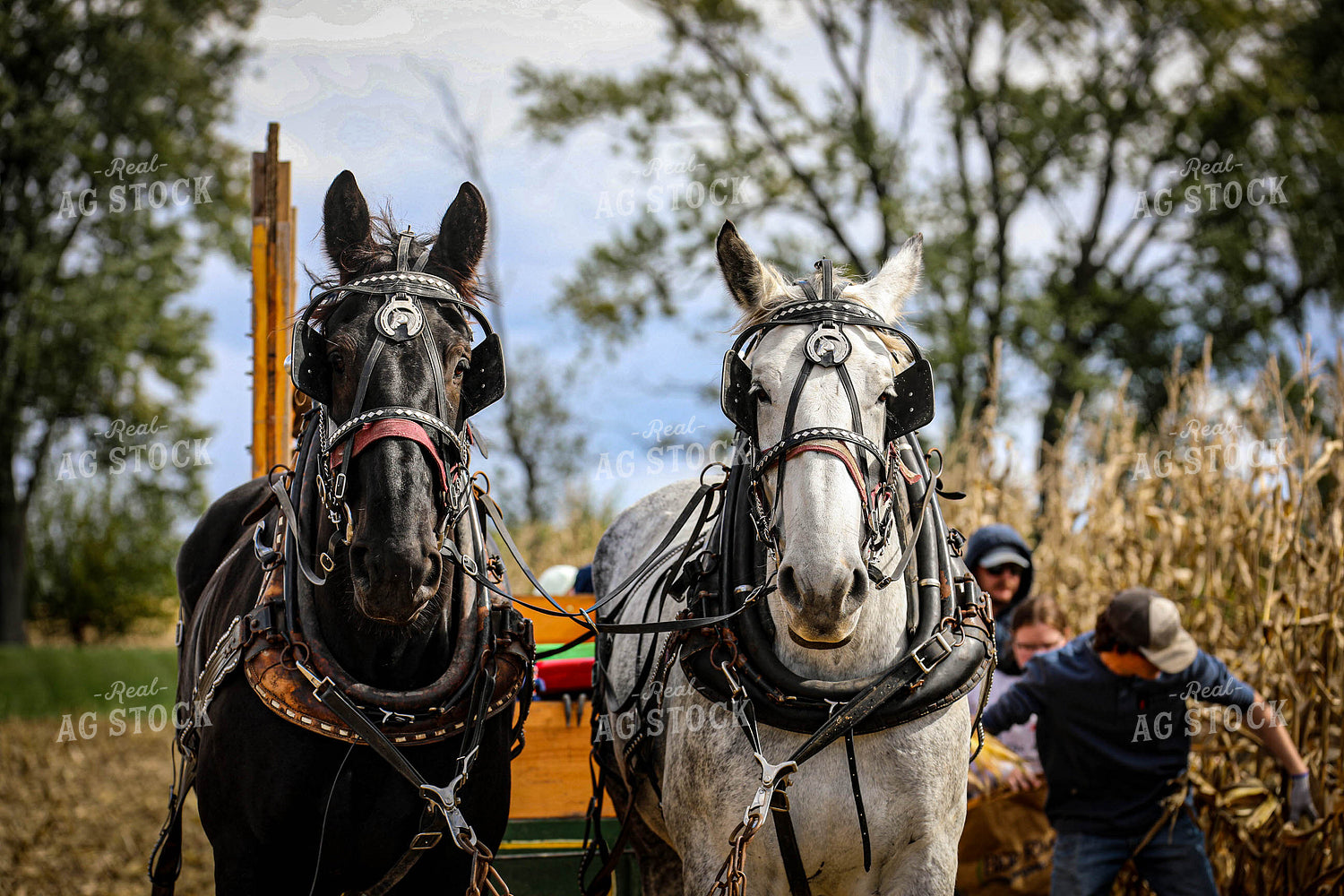 Horses Pulling Wagon for Old-Fashioned Hand Harvest 160009