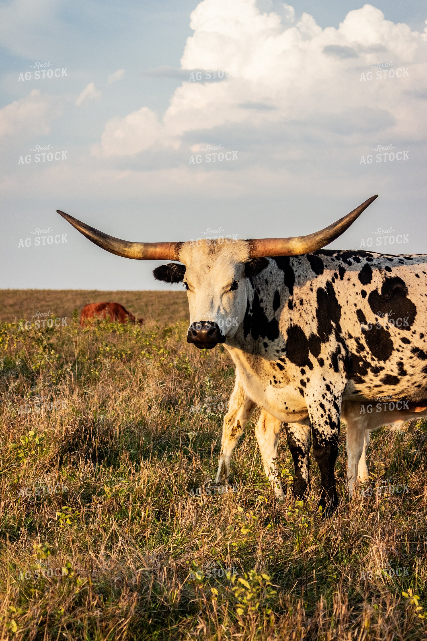 Longhorn Cattle 155068