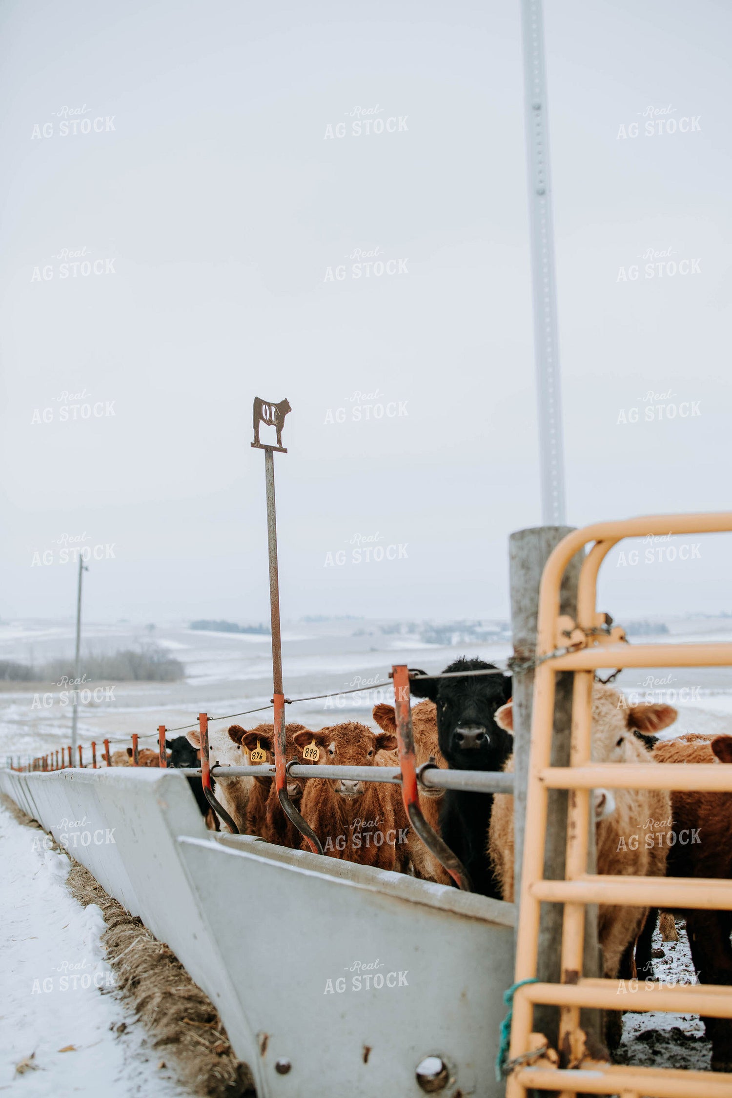 Cattle in Farmyard 77159