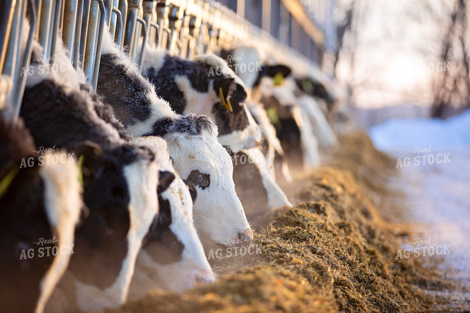 Holstein Heifers Eating at Feedbunk 55020