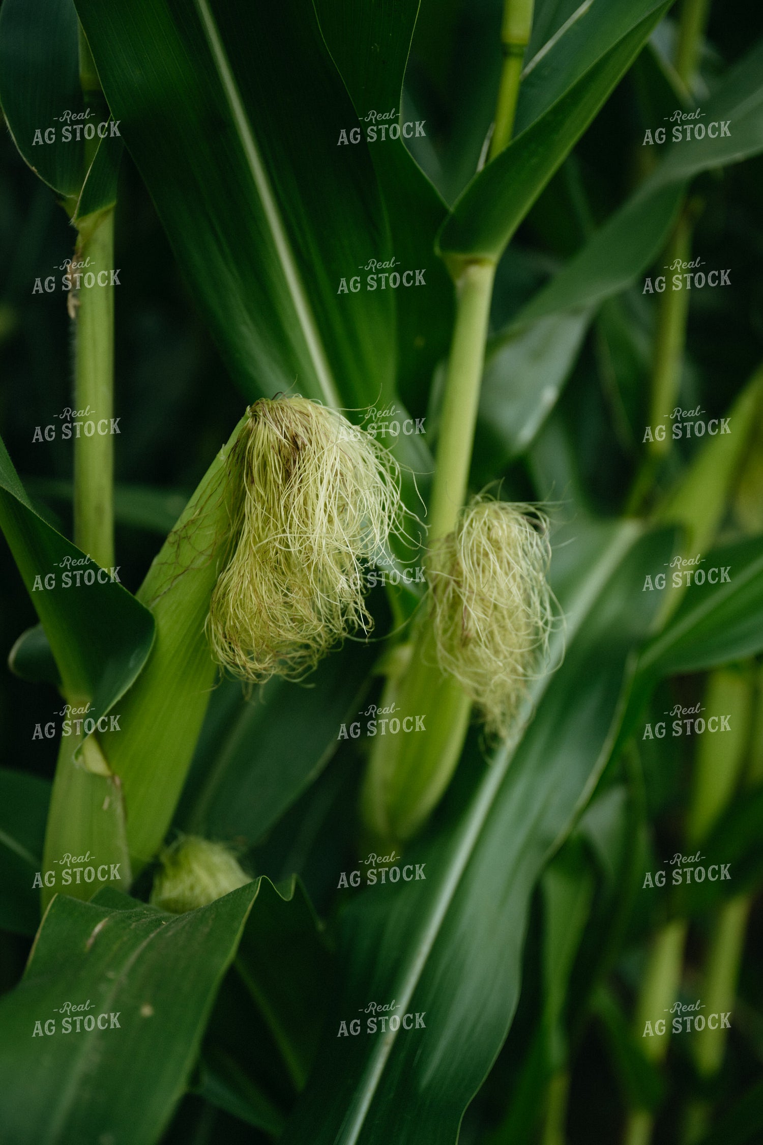 Sweet Corn 125290