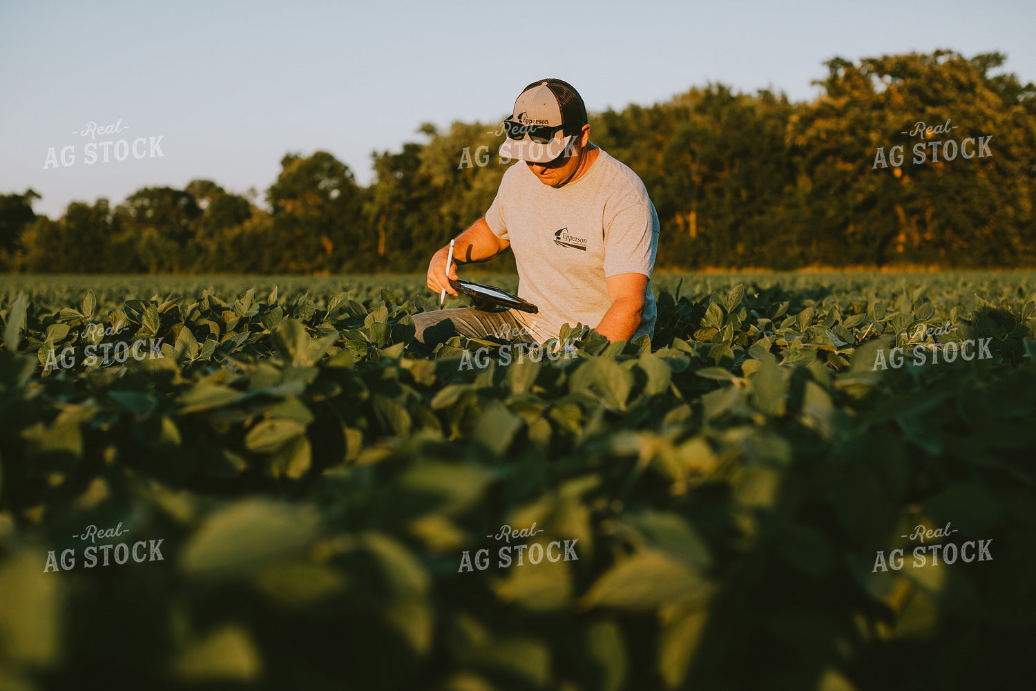 Farmer in Soybean Field with Tablet 6134