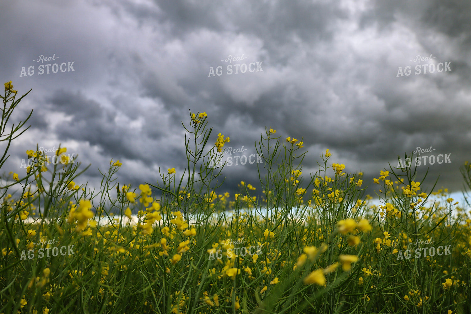 Flowering Canola 187113