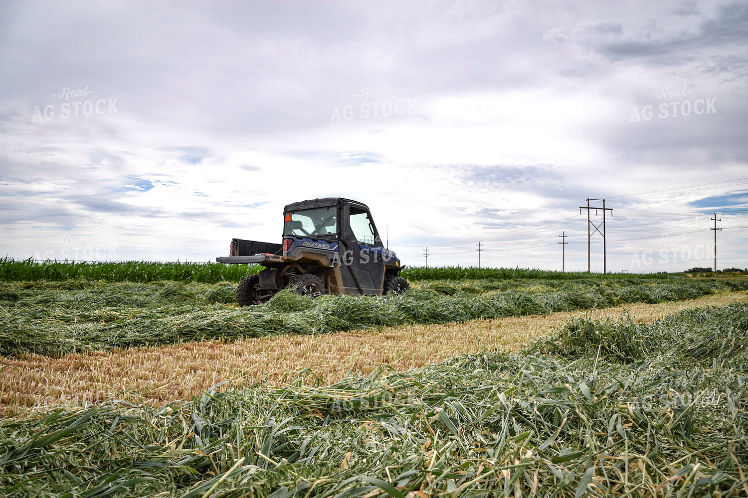 Side by Side in Hay Field 56431