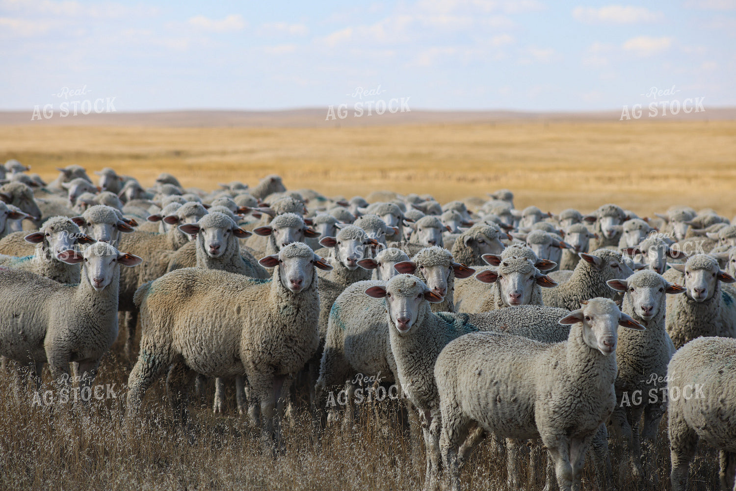 Sheep 261018