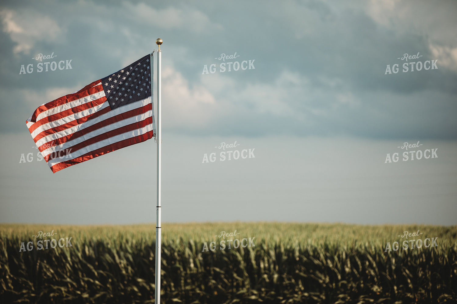American Flag Flying Over Corn Field 6304