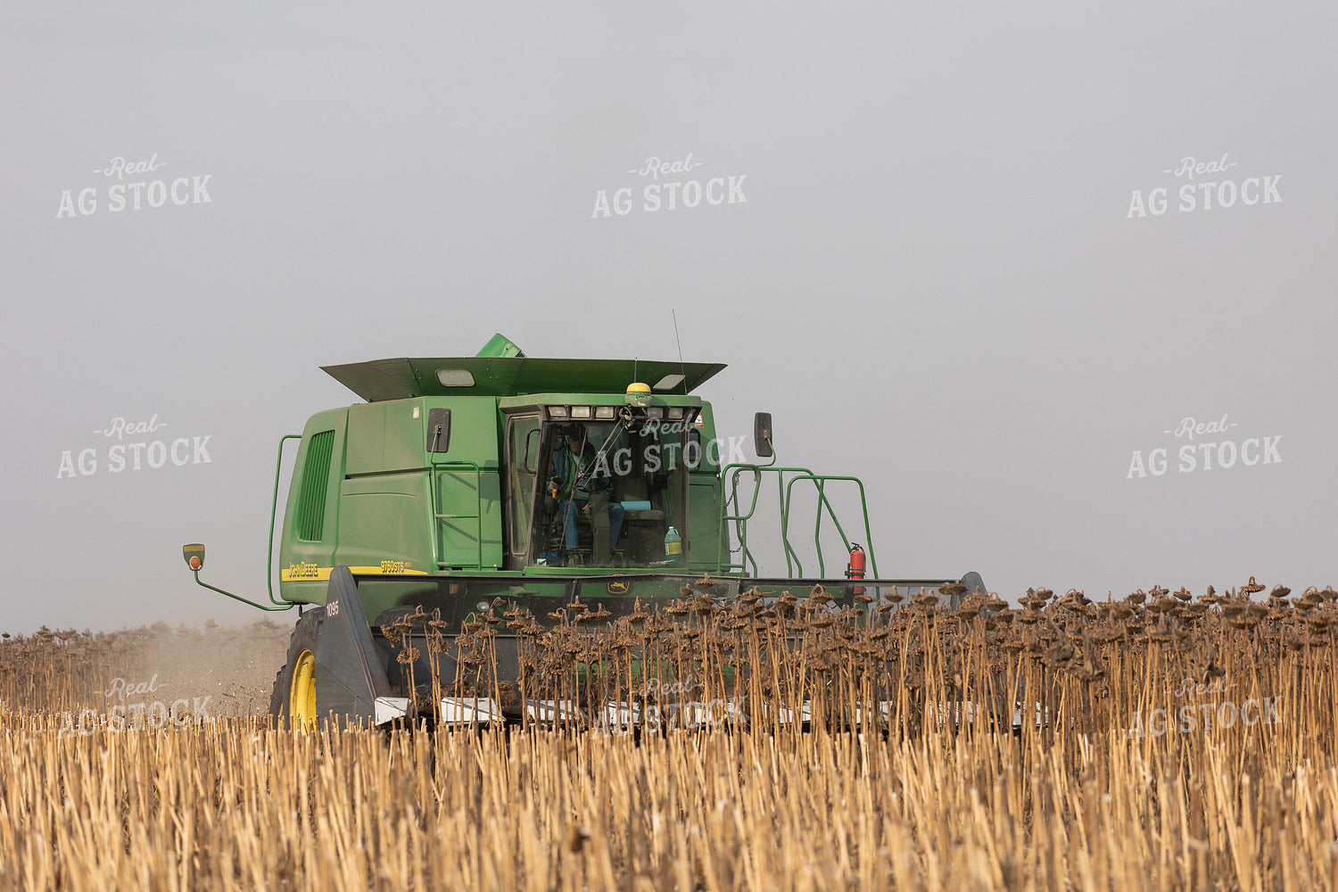 Combine Harvesting Sunflowers 72121