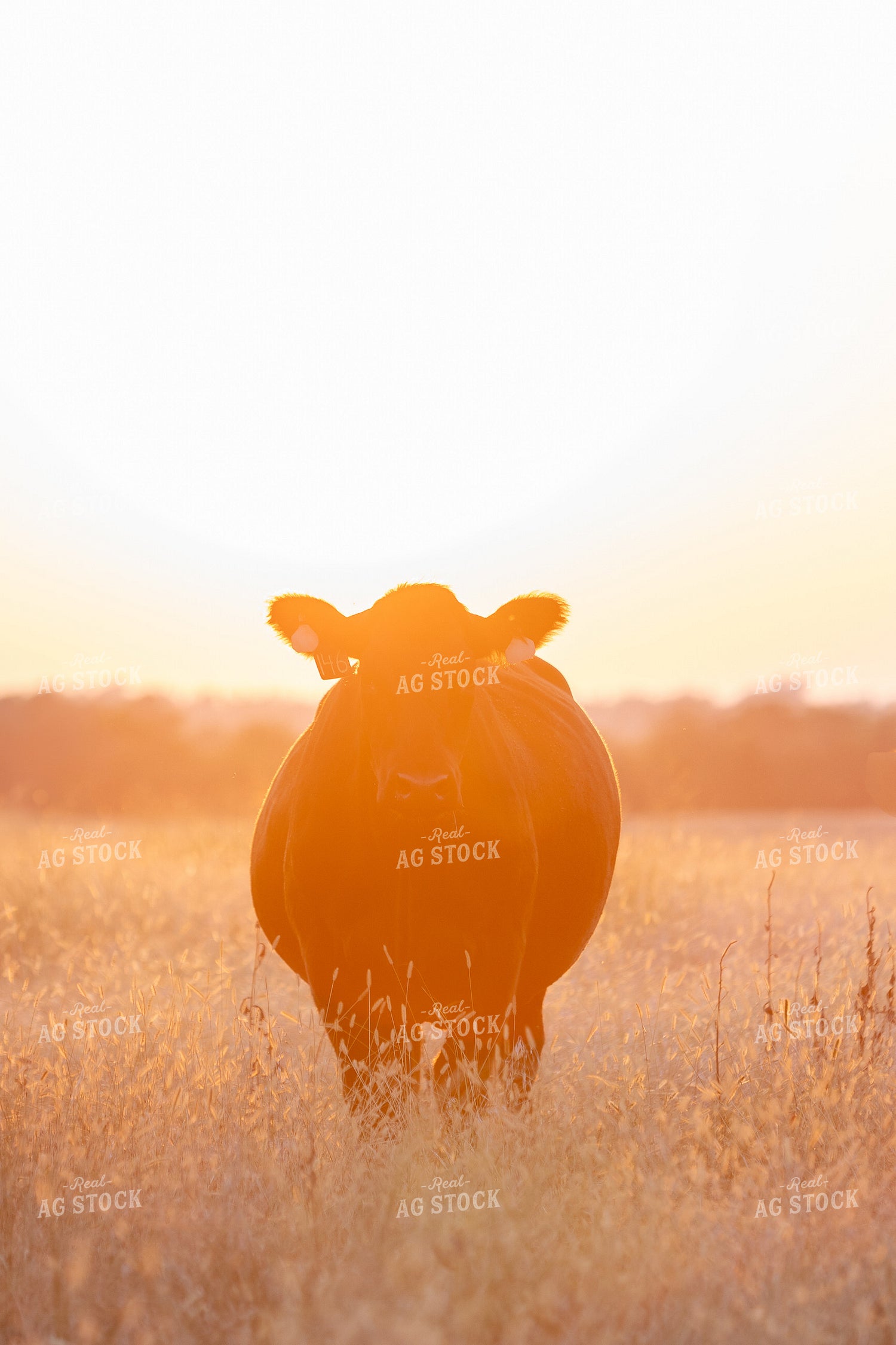 Cattle on Pasture 131034