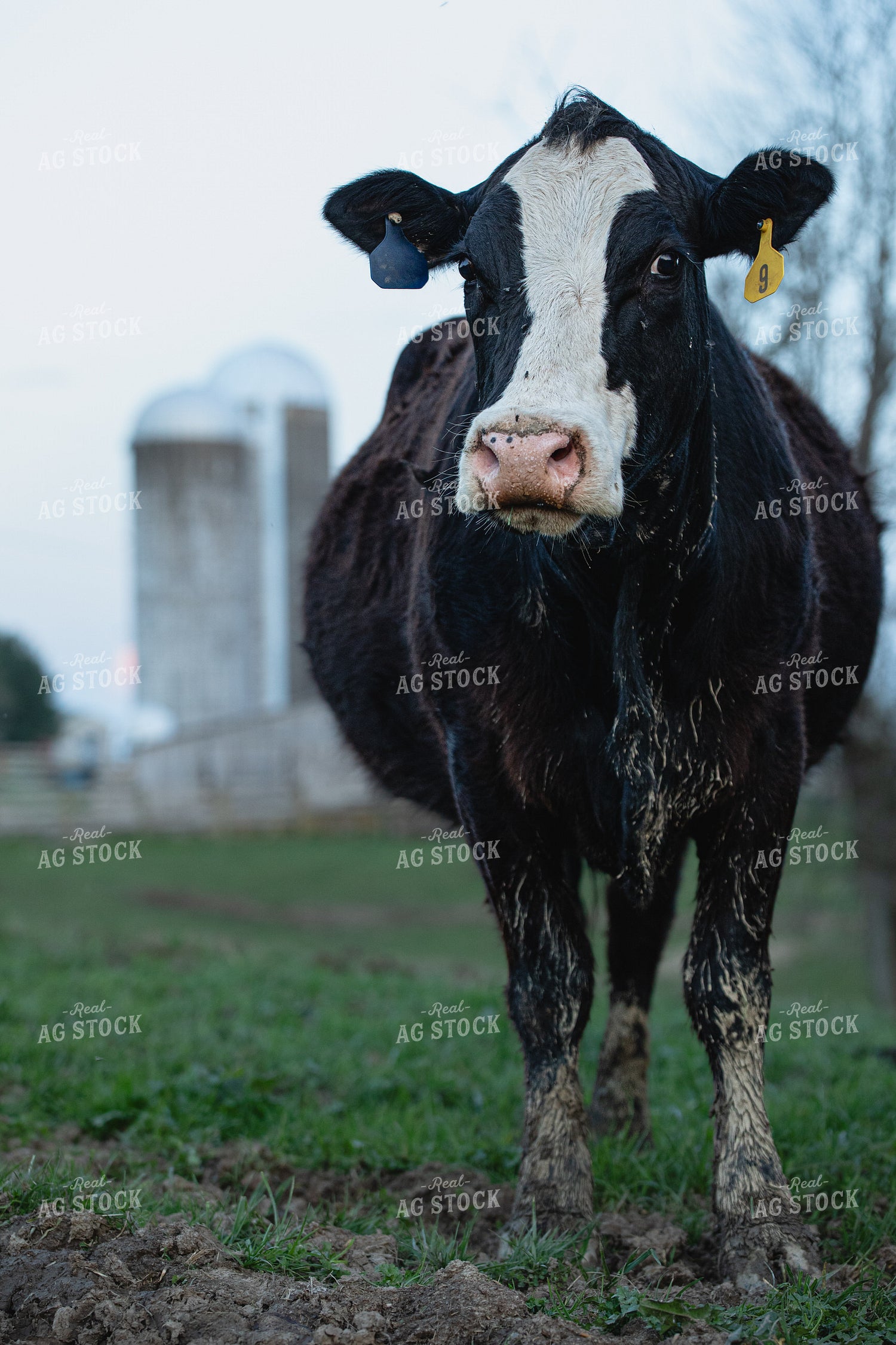 Cattle on Pasture 189038