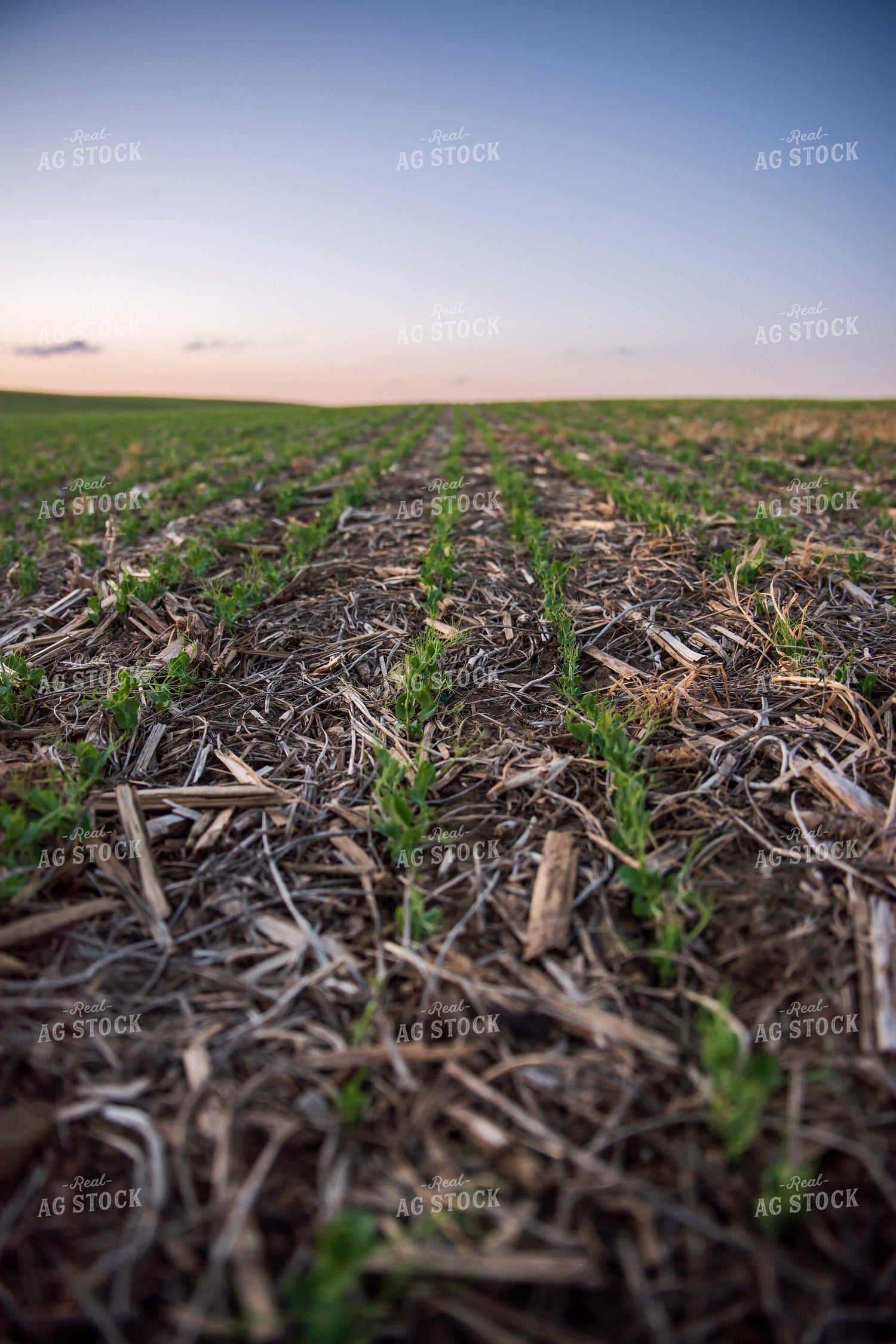 Rows of Peas 76156