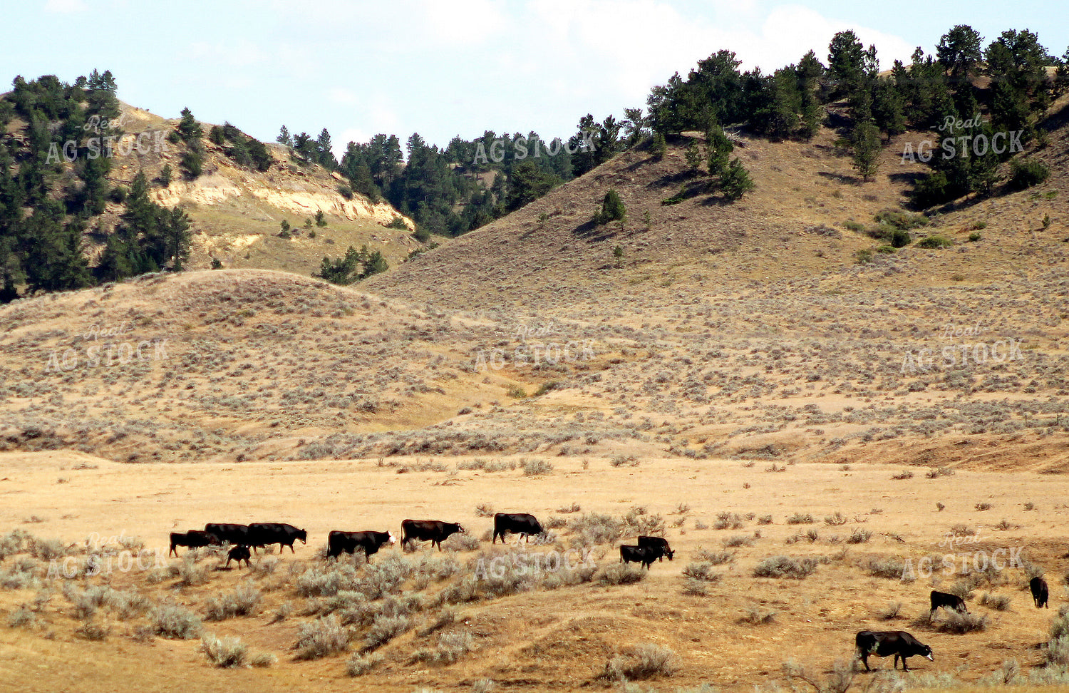 Cattle on Hilly Pasture 141031