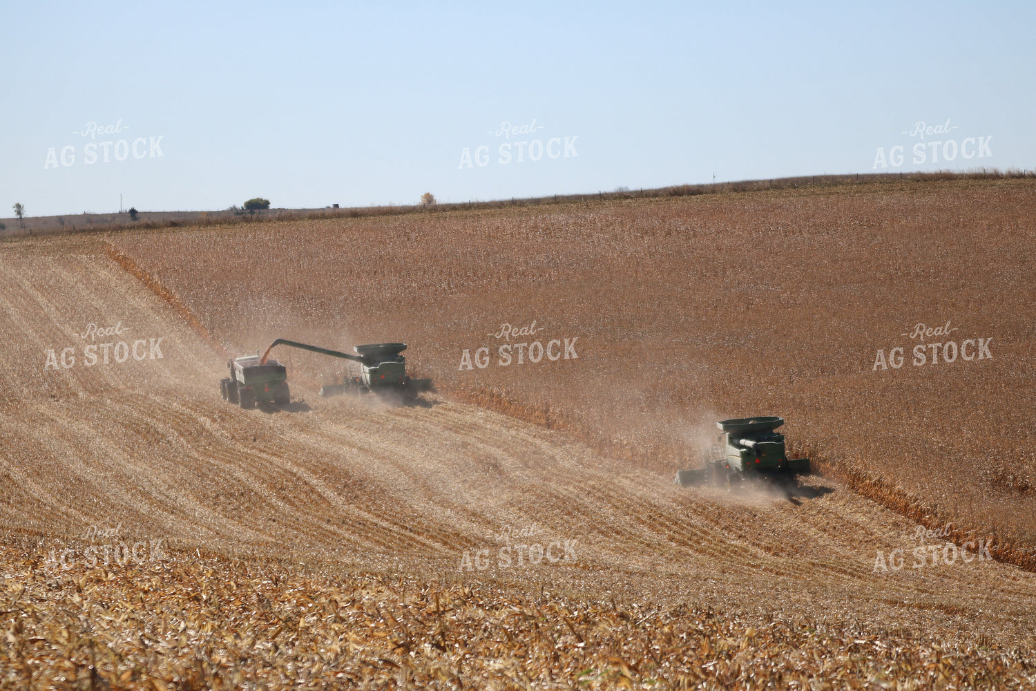 Corn Harvest 82051