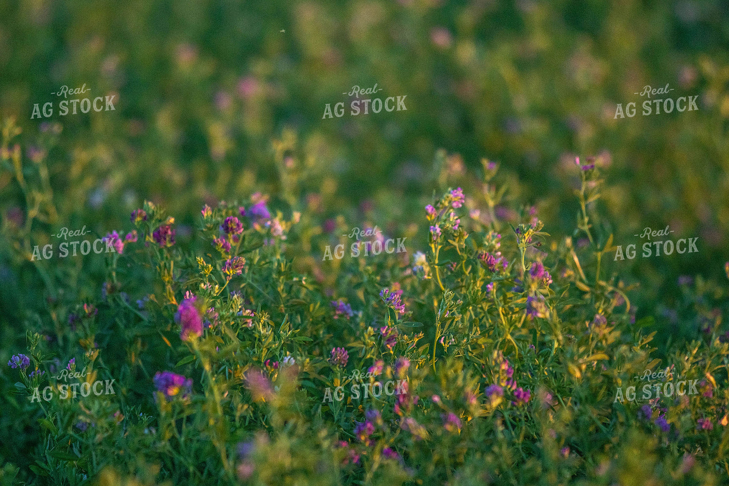 Alfalfa Plant 72070