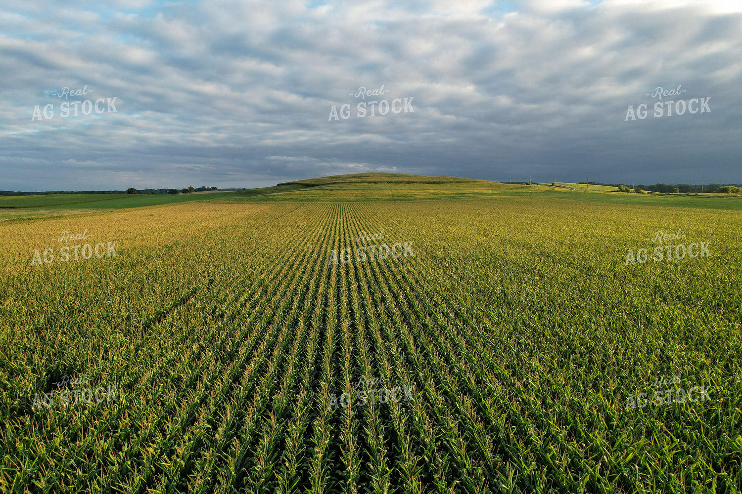 Aerial of Cornfield 261080