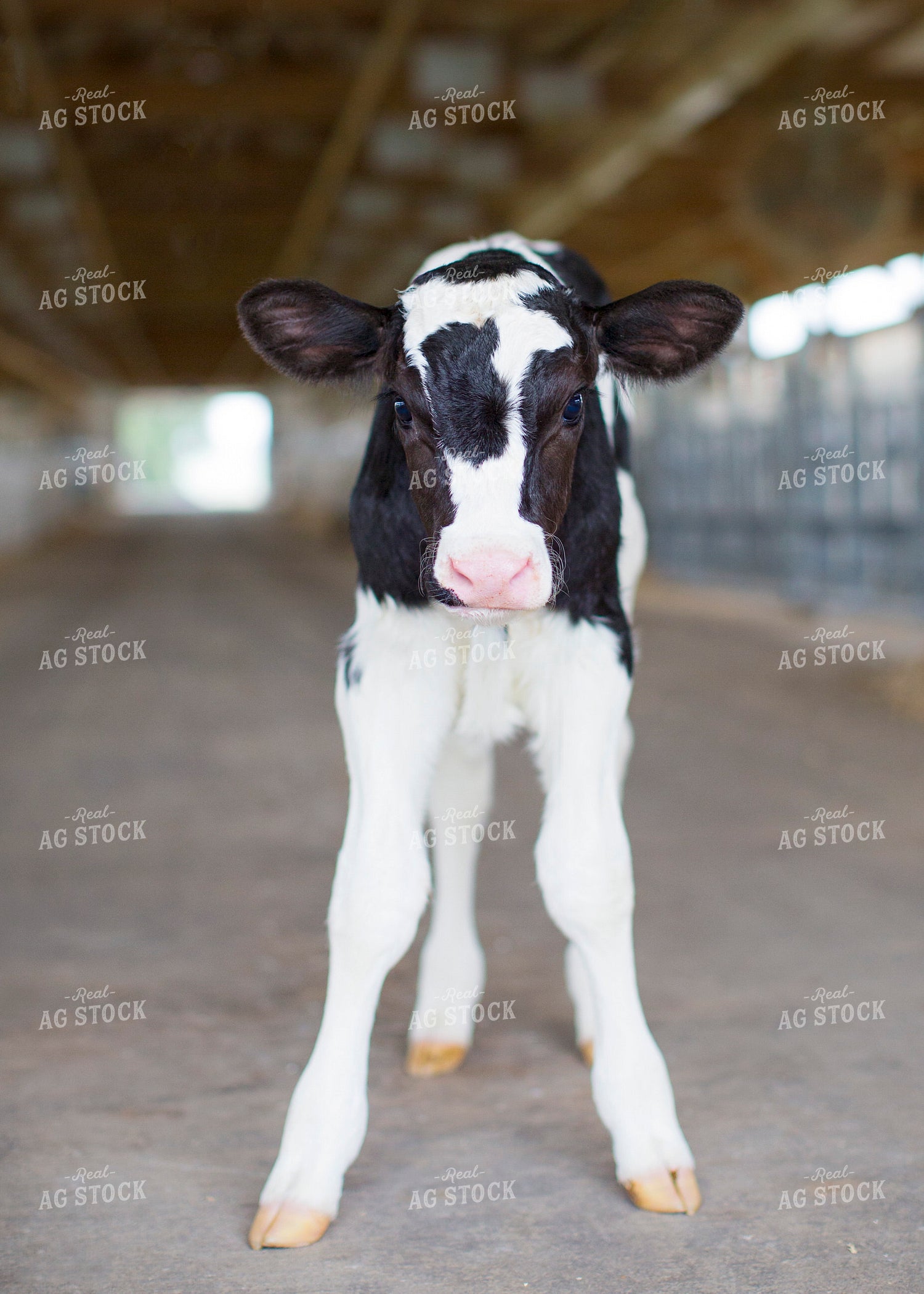 Holstein Calf in Barn 55149