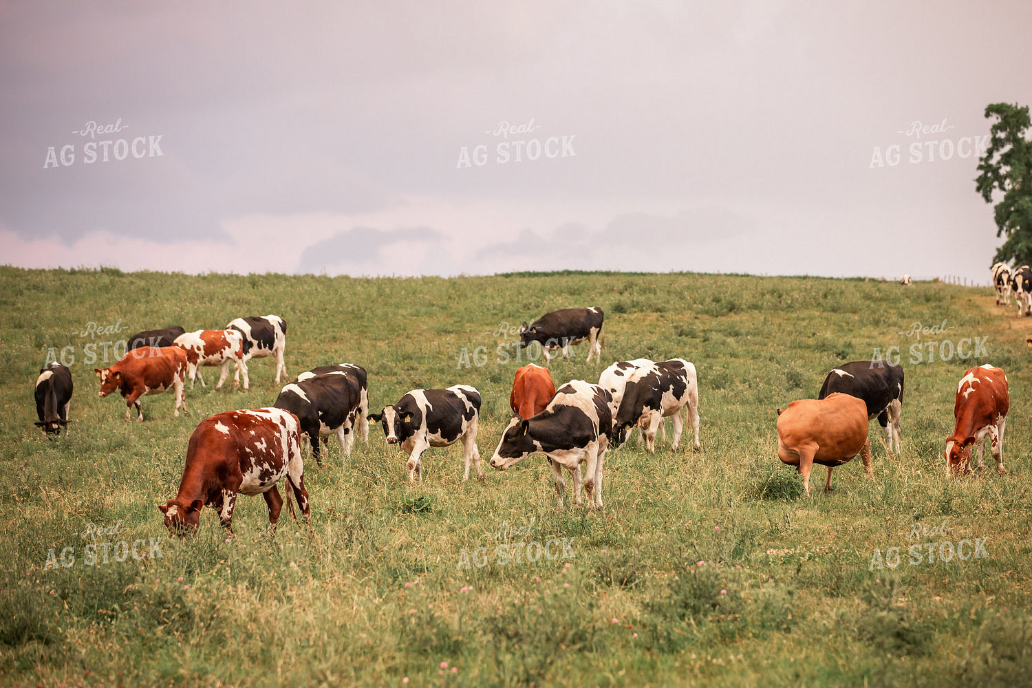 Dairy Cows on Pasture 270013