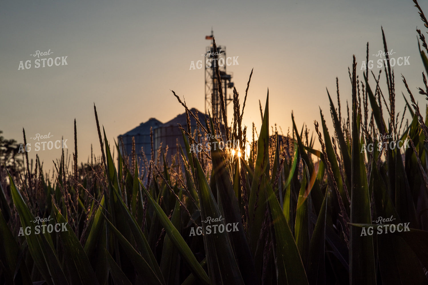 Grain Elevator Through Corn Tassels 76331