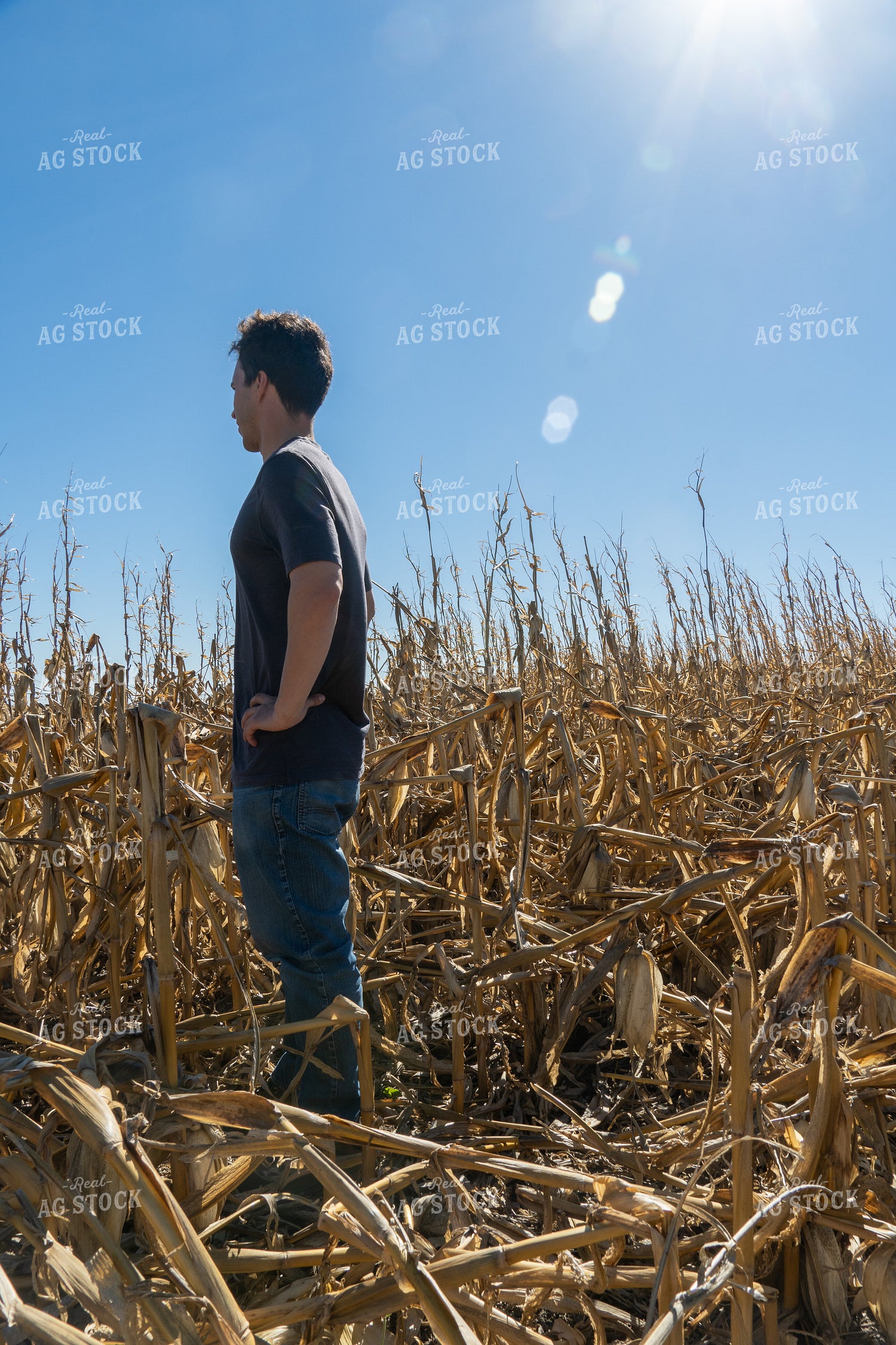 Farmer in Downed Corn 65125