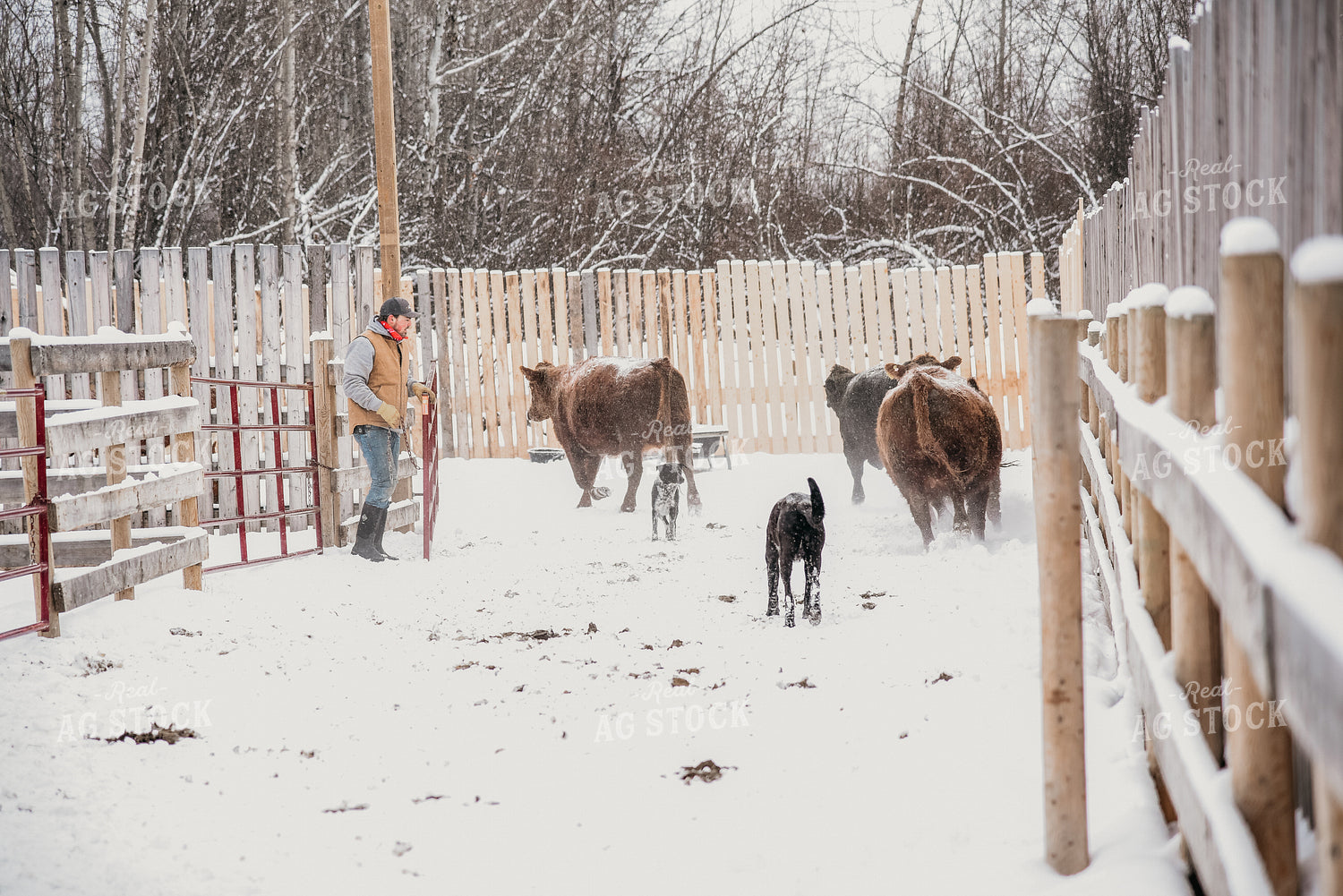 Working Cattle with Dog in Winter 64013