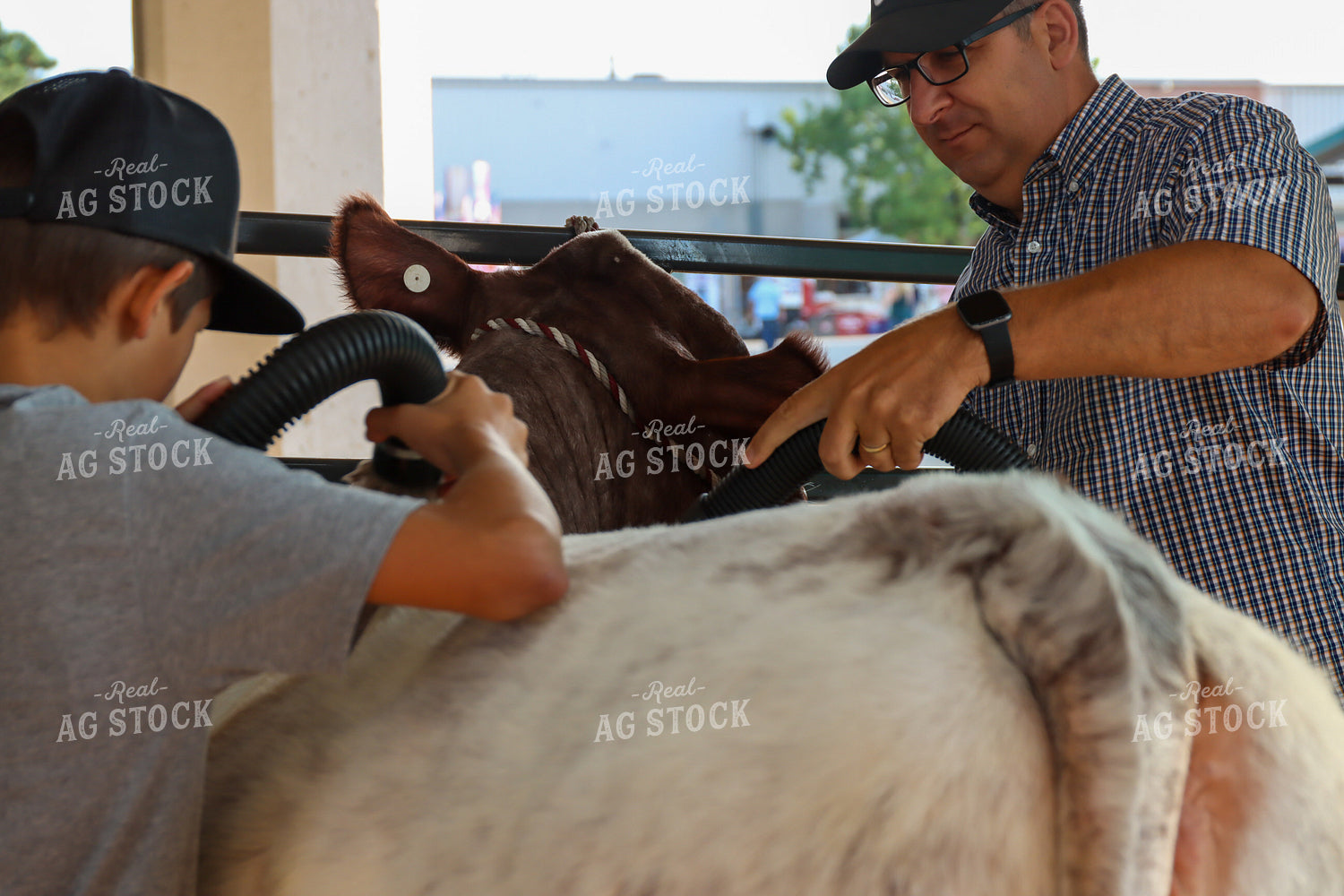 Prepping Show Cattle 52229
