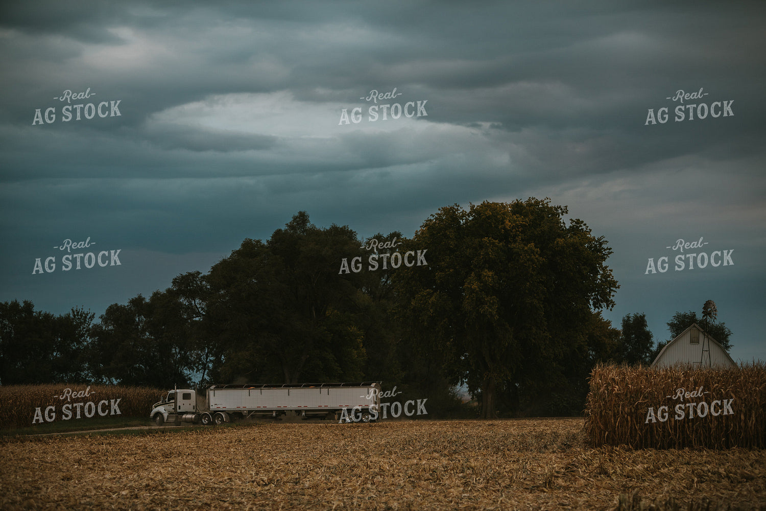 Corn Harvest 6698
