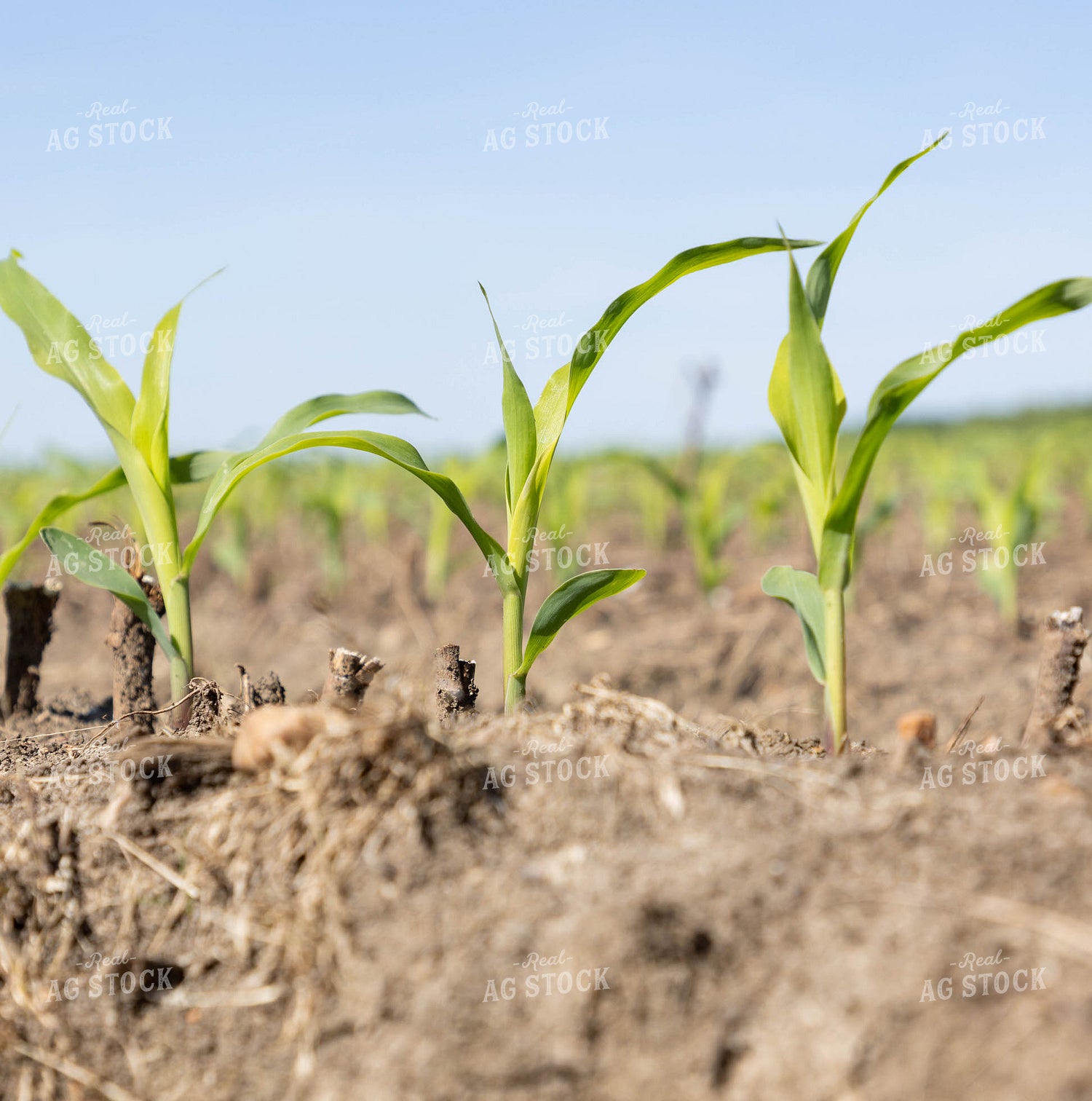 Early Growth Corn 79623