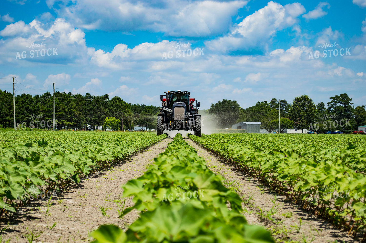 Spreading Dry Fertilizer in Cotton Field 136193