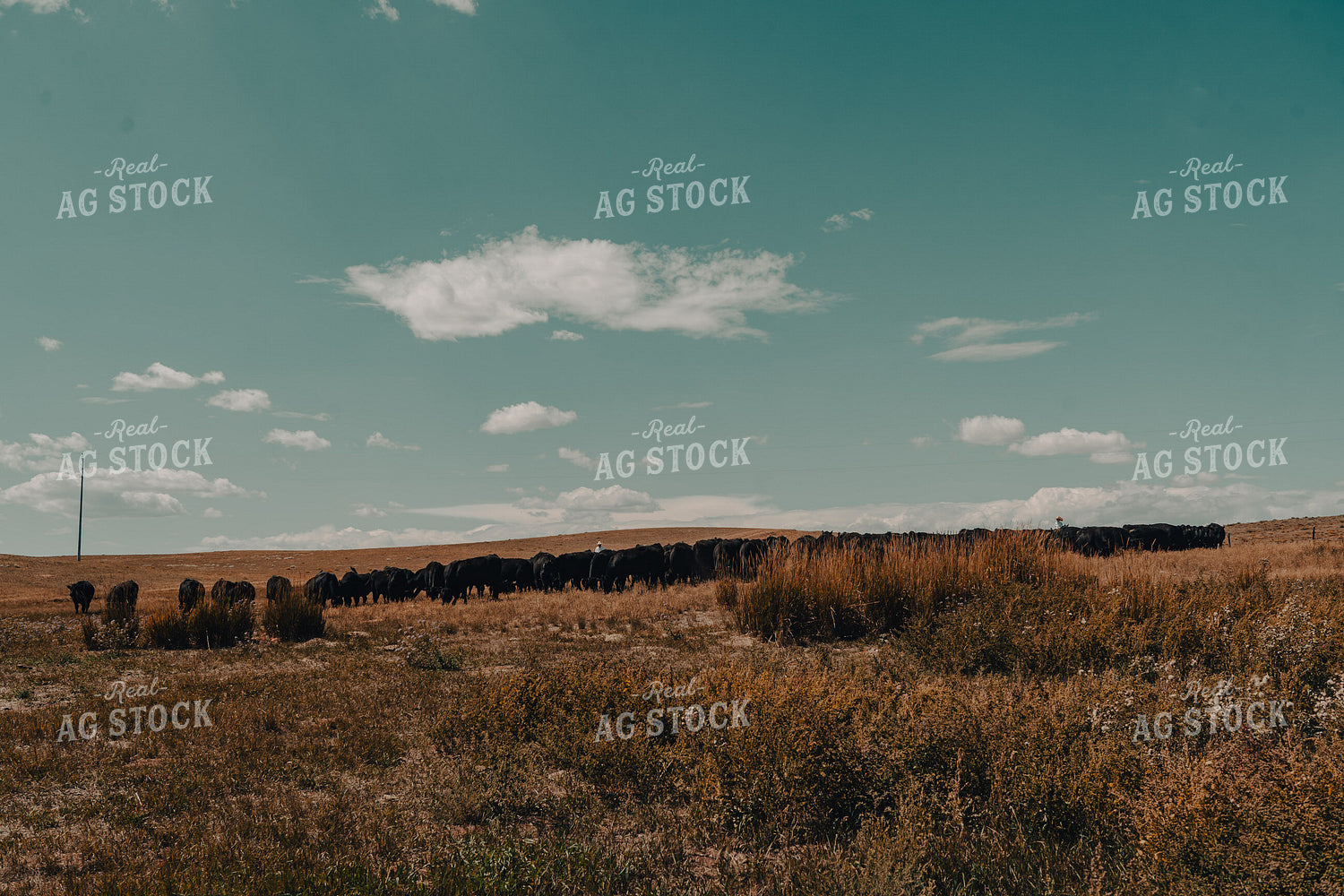 Moving Cattle 58183