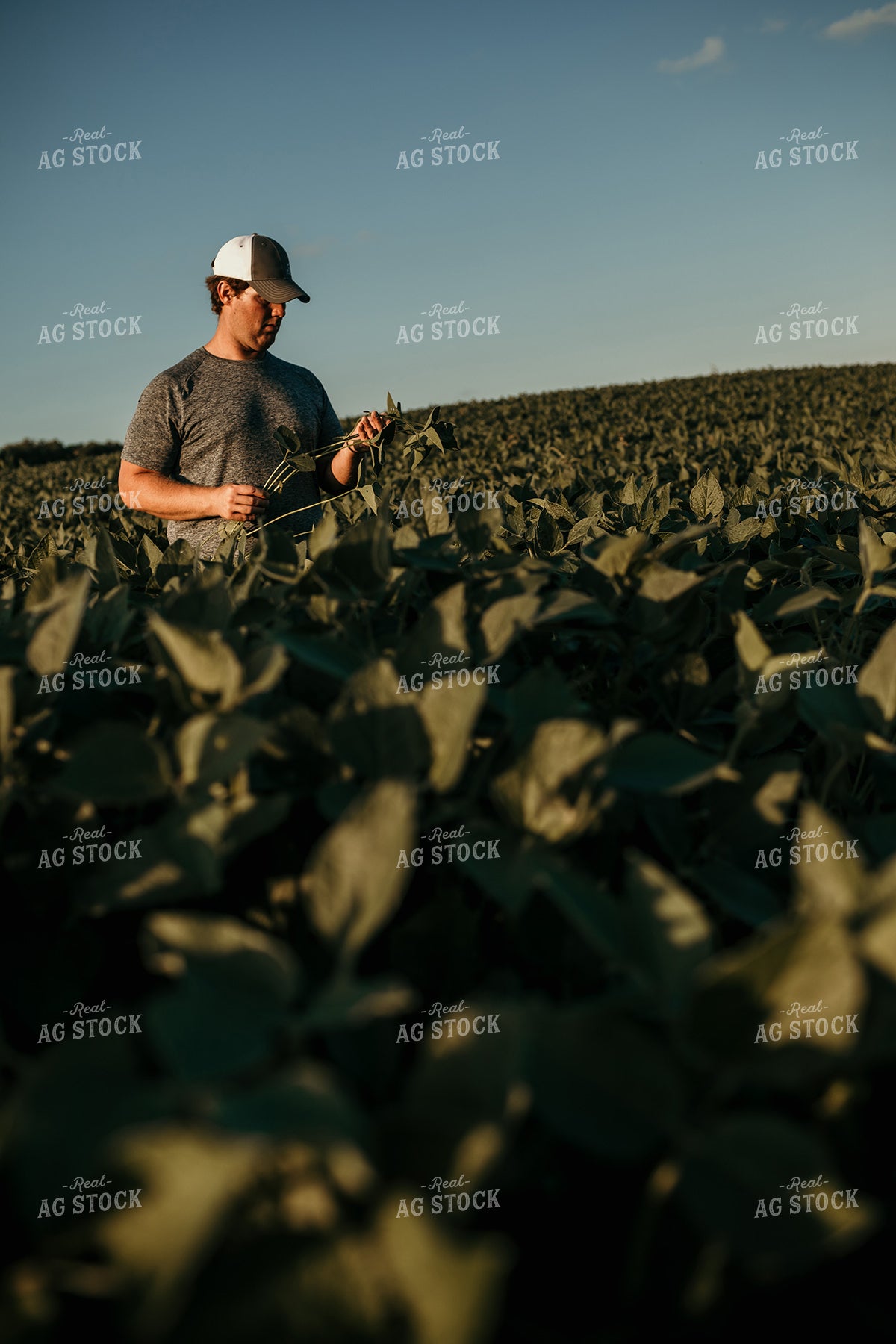 Farmer in Soybean Field Counting Pods 3173