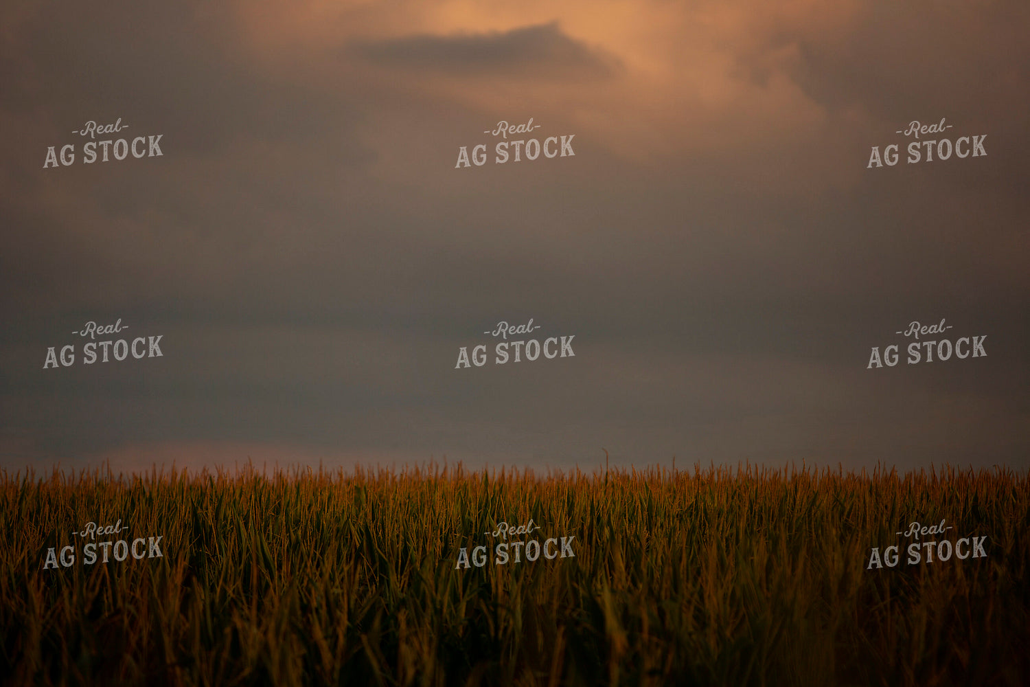 Corn - Mid-Season 2291