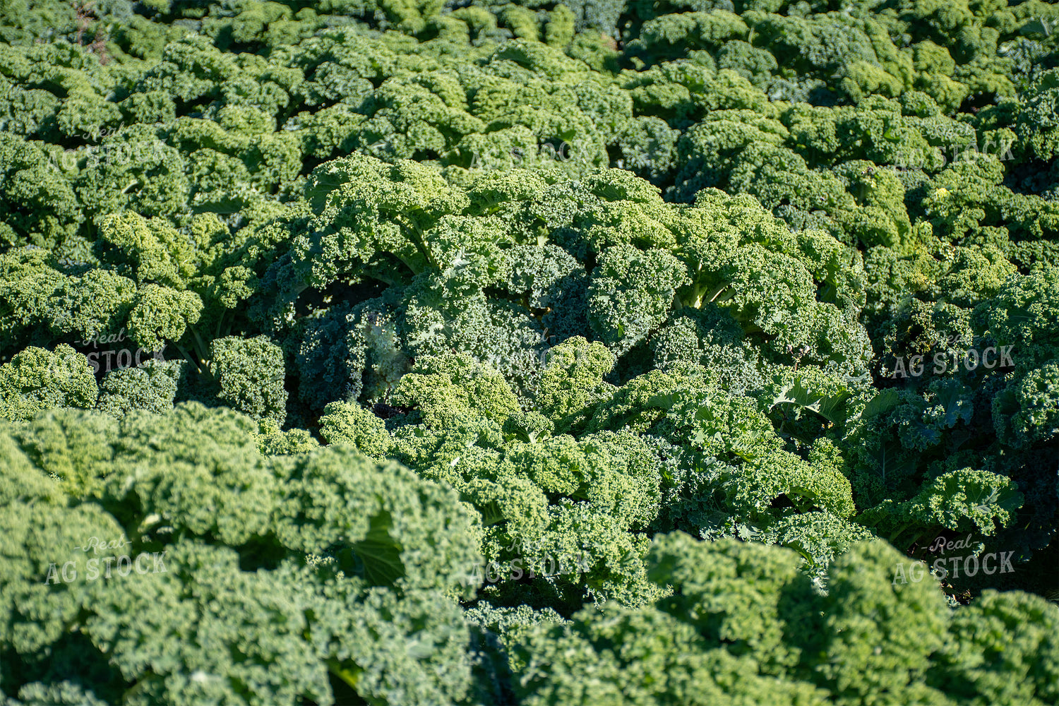 Kale Field 50198