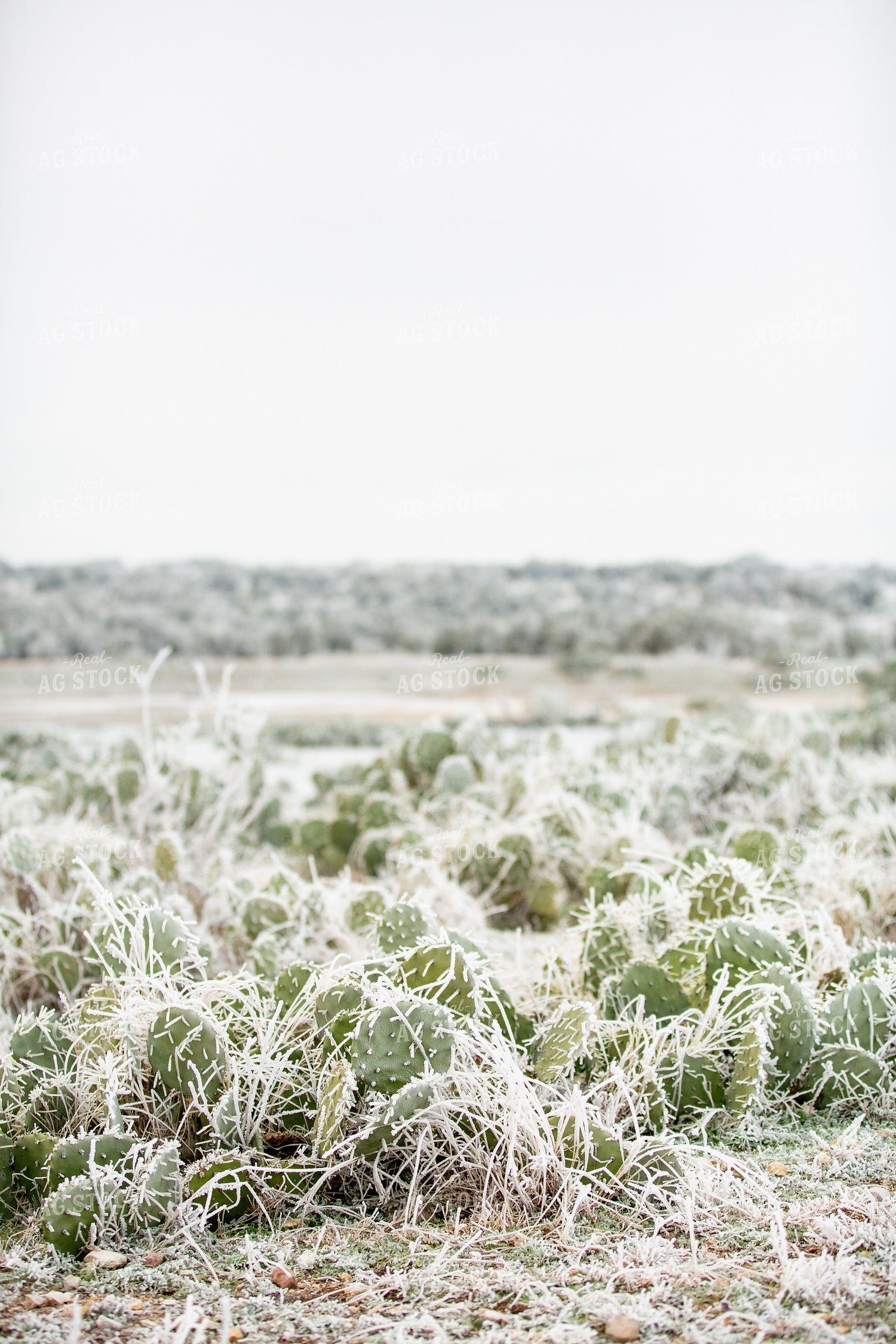 Frozen Cacti 134052