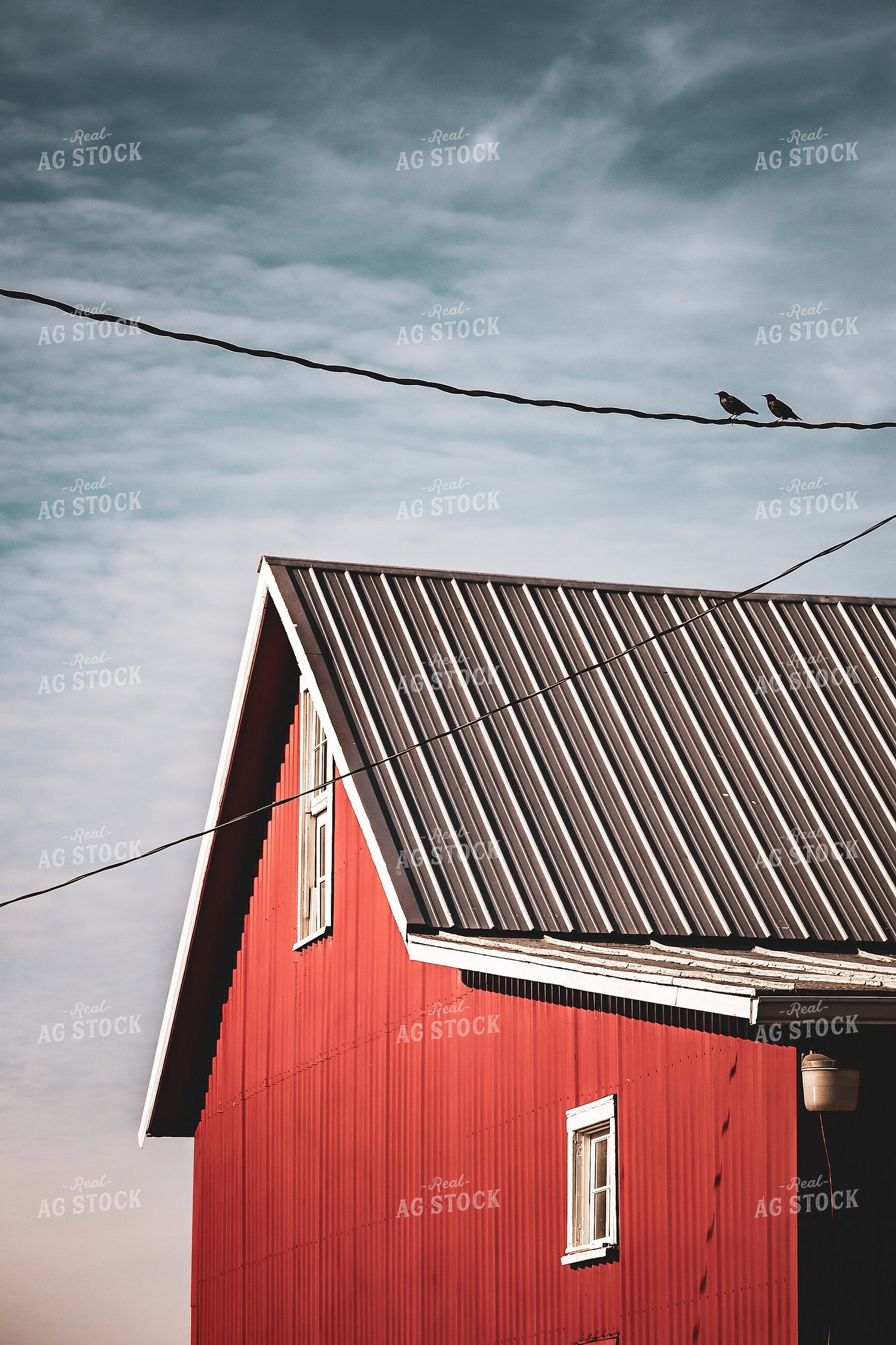 Birds on Wire by Barn 166025