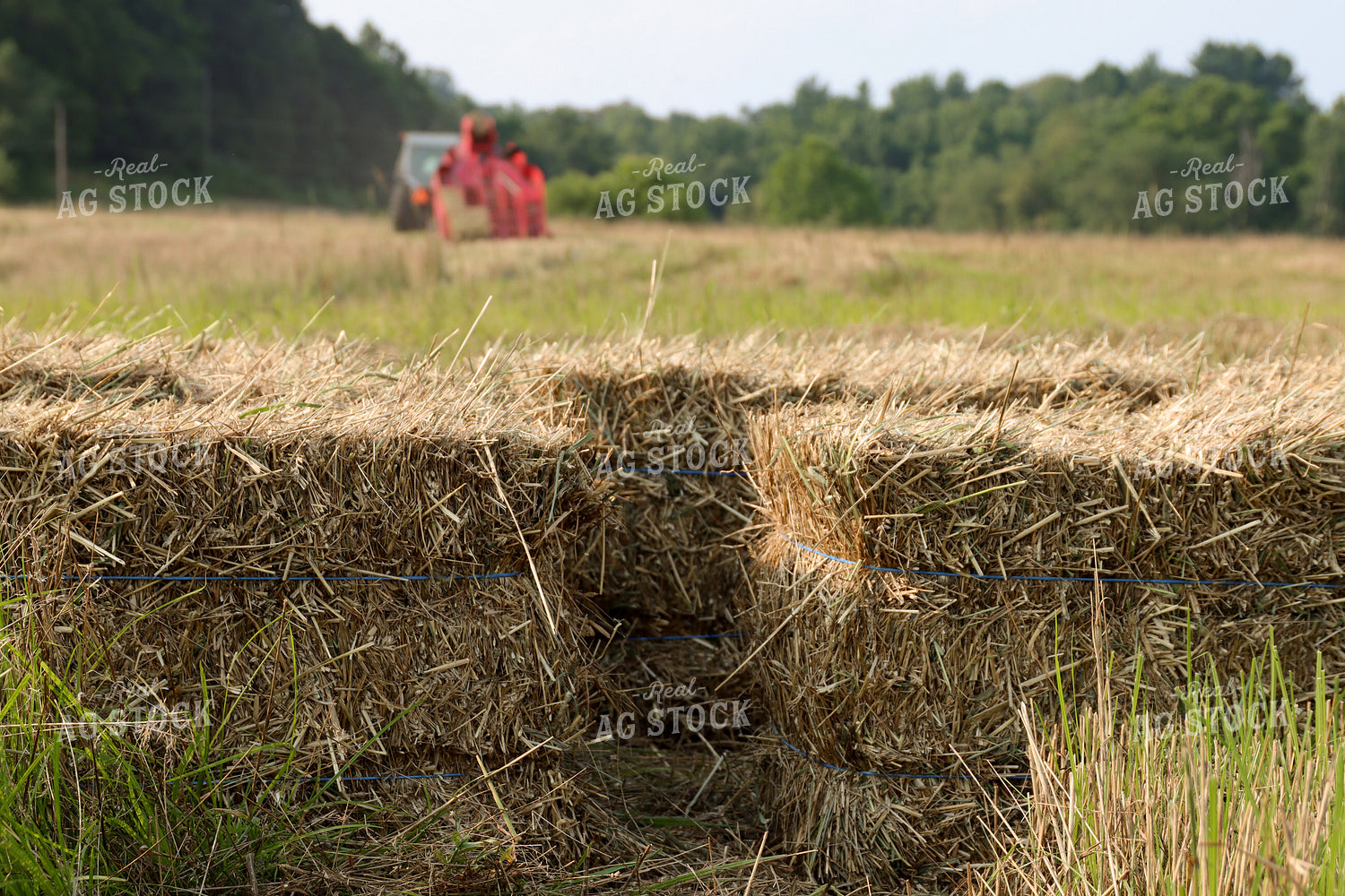 Square Bales 52301