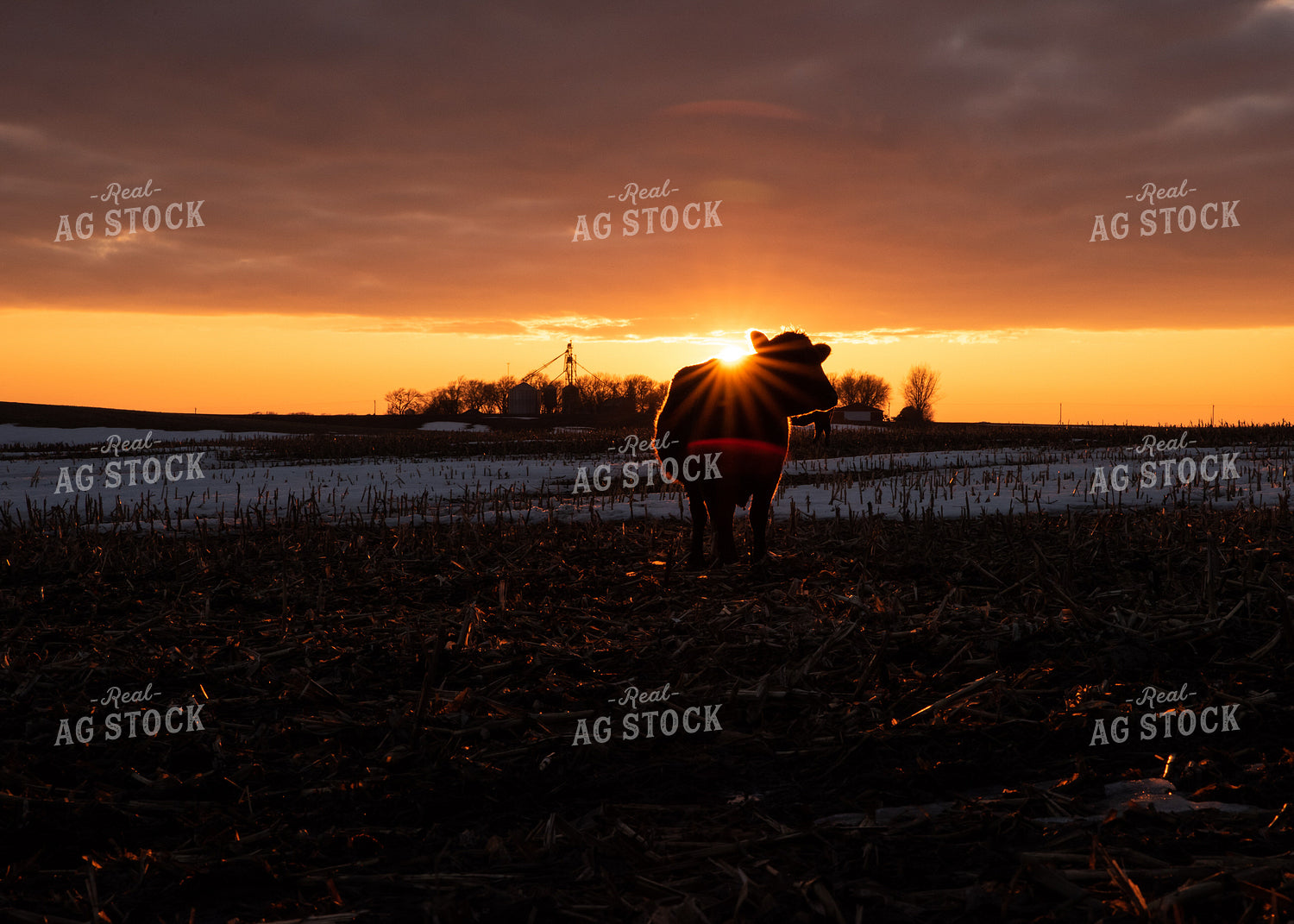 Angus Cattle on Corn Stalks at Sunset 76027