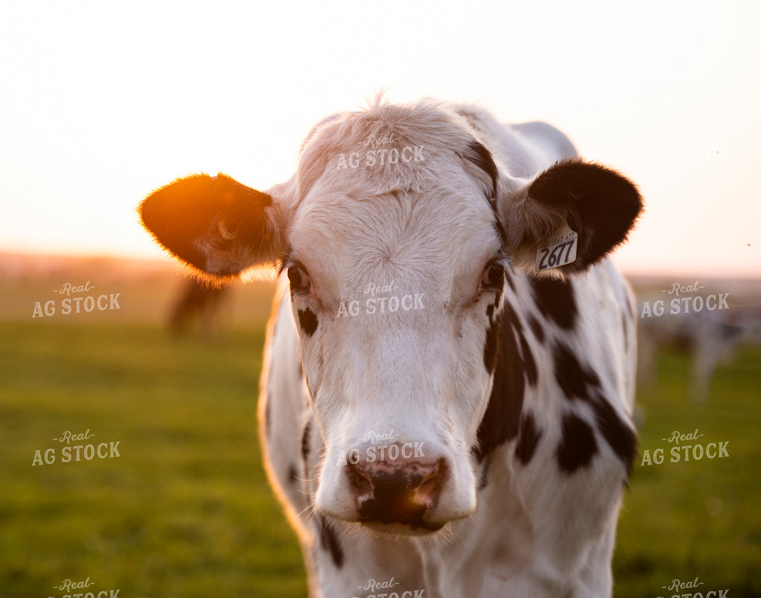 Holstein Cattle 195042