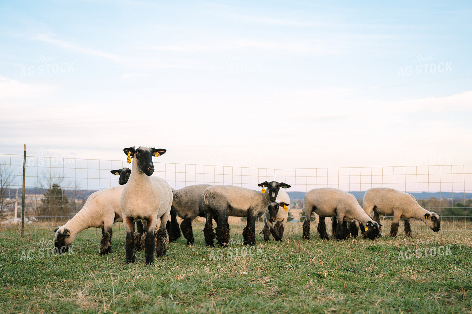 Sheep on Pasture 269022